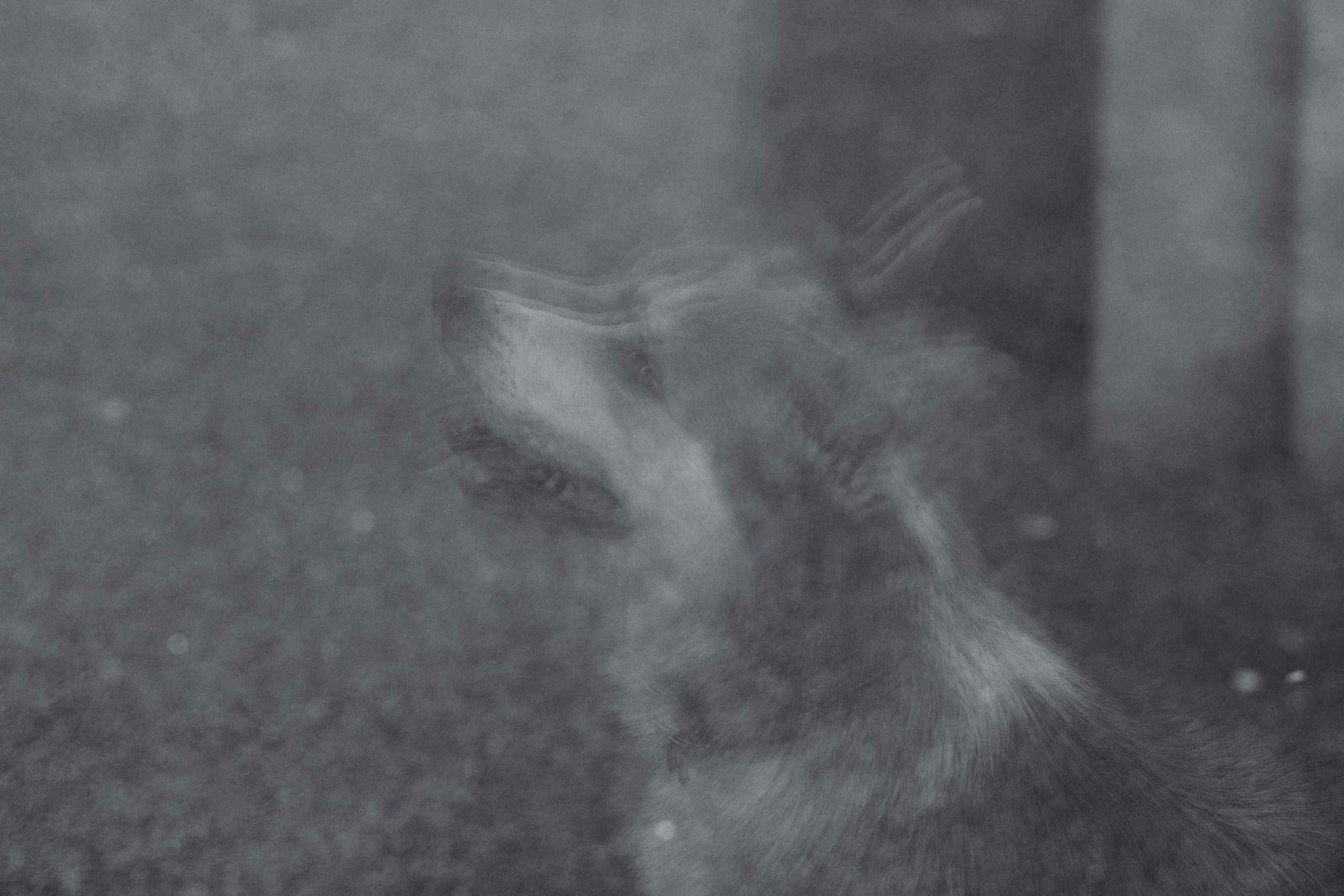 Андреевский мост. Фотограф-анималист Татьяна Степанова