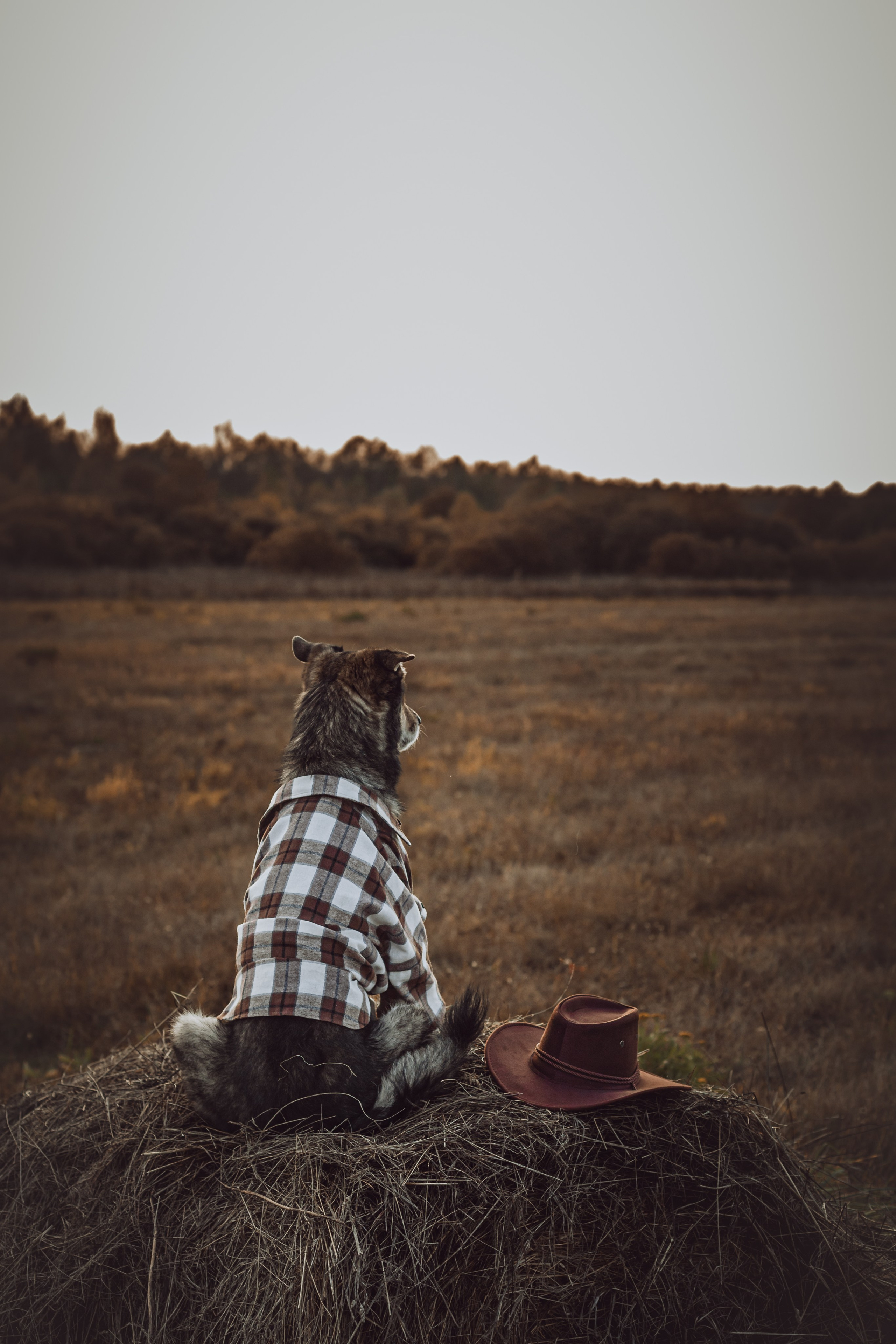 Кантри Дюк. Фотограф-анималист Татьяна Степанова