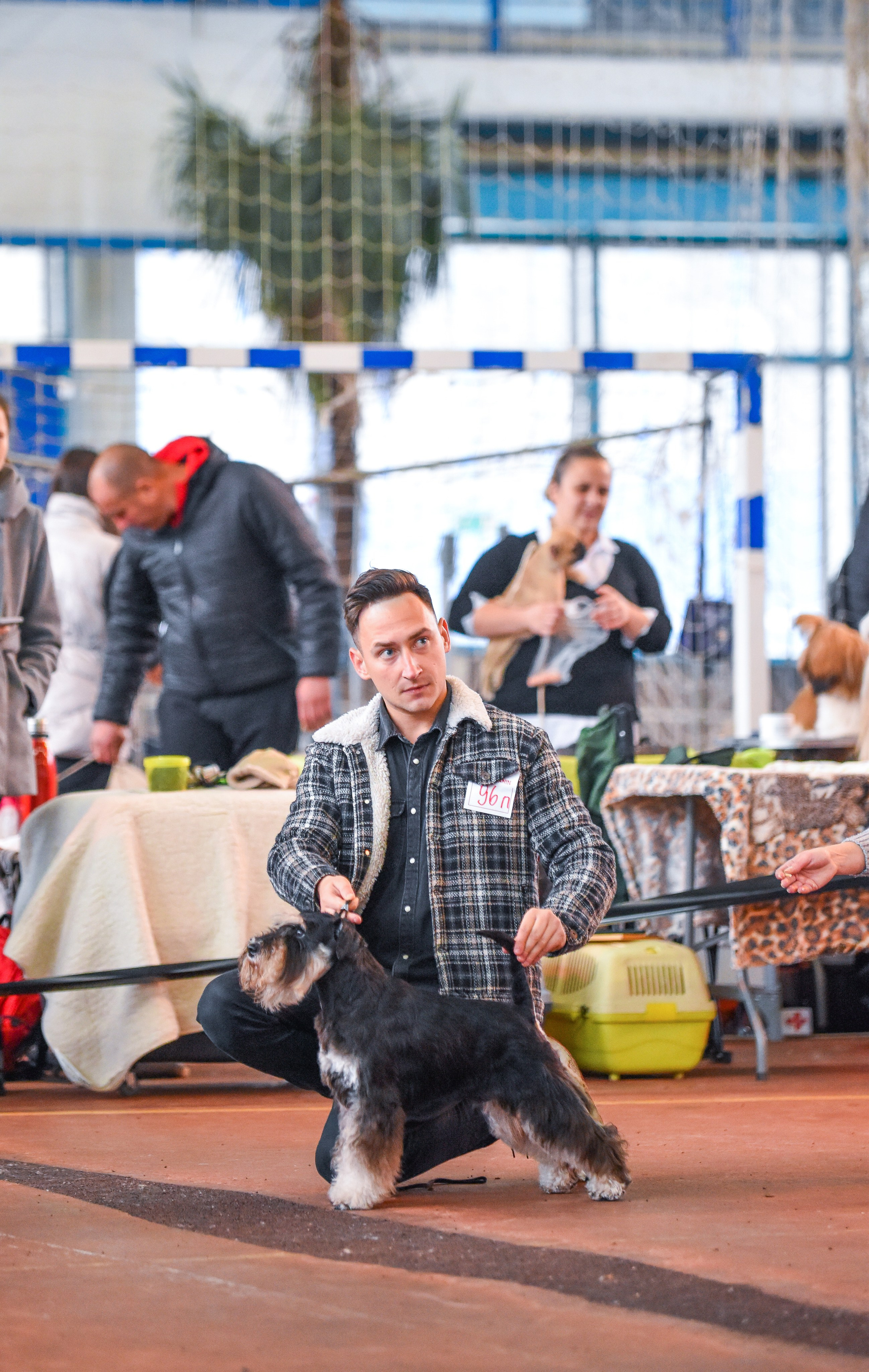 Изар/Delinso Balance Izar Tesoro. Питомник цвергшнауцеров в Беларуси «Делинсо Бэлэнс»