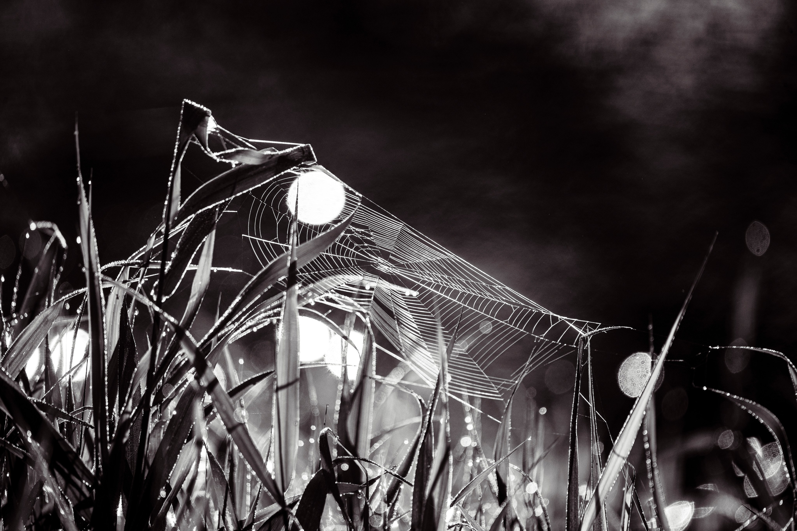 Ч.б. фотографии. Фотографии Лены Соколовой