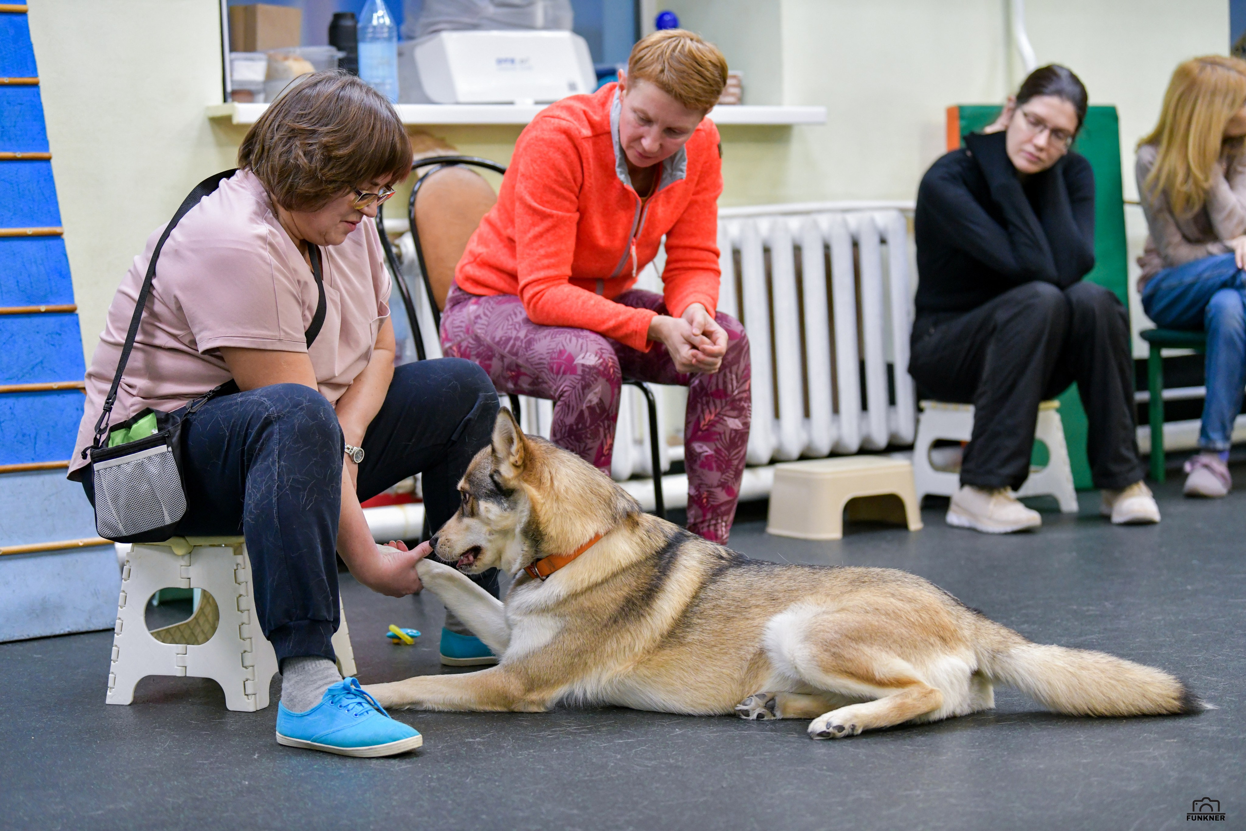 Кинологический клуб «Бодрый хвост». Свой взгляд через объектив