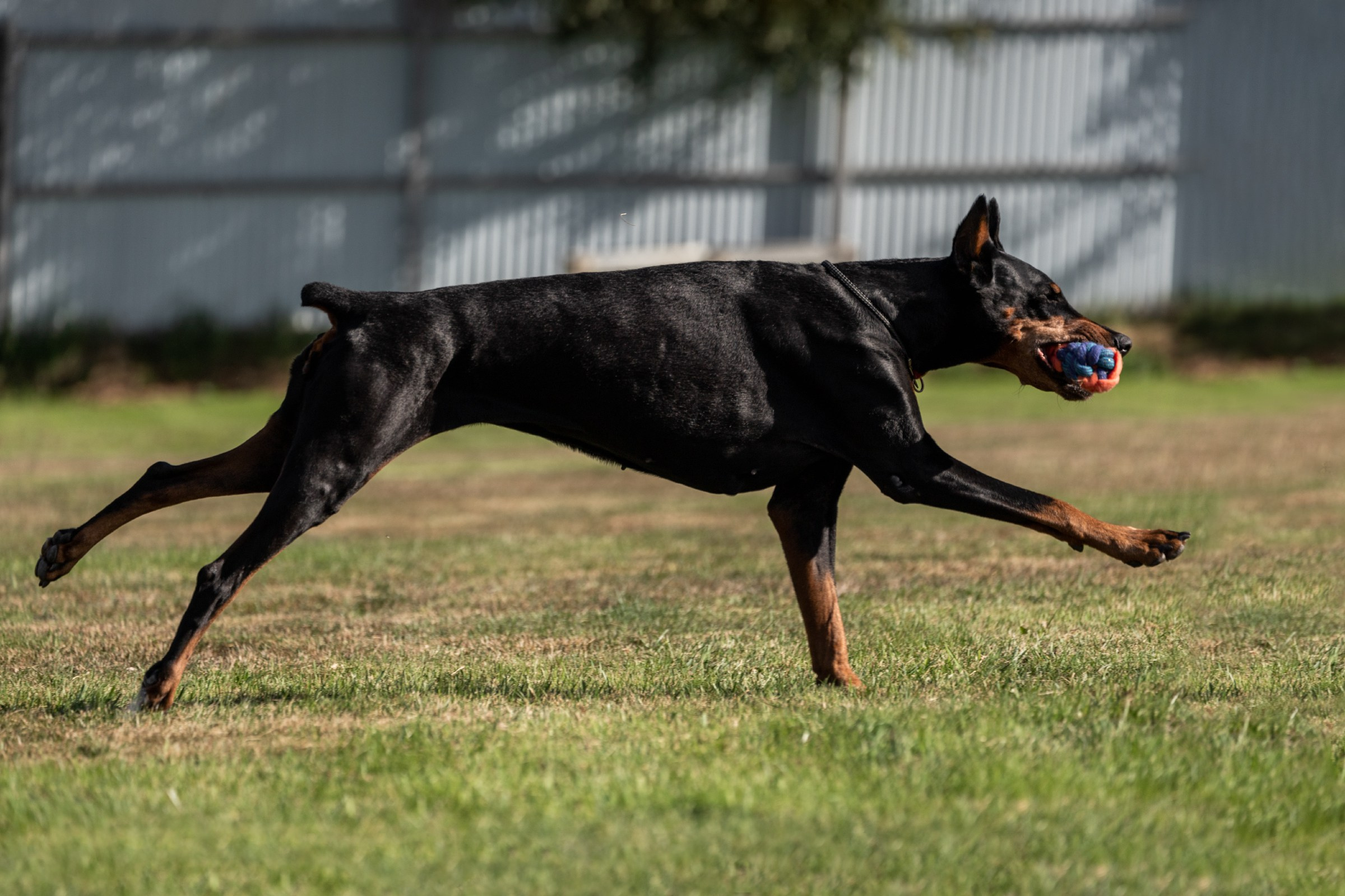 Дог-фризби. Irenephoto.ru