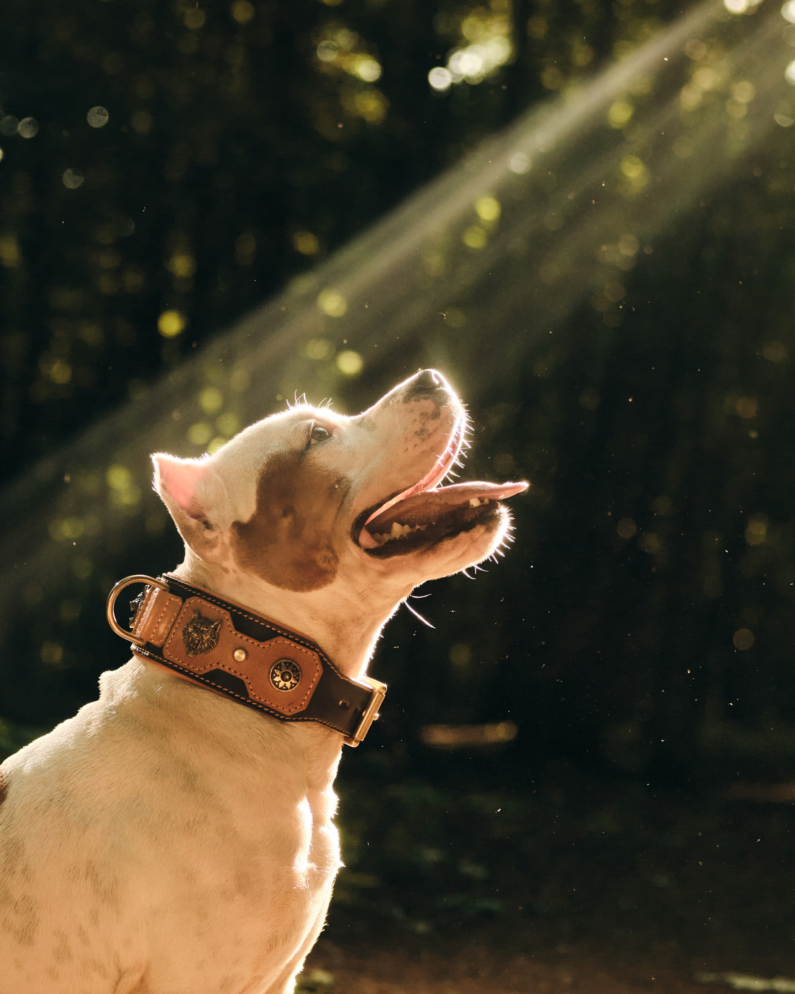 Фото с животными. Фотограф в Москве — Галунина Кристина