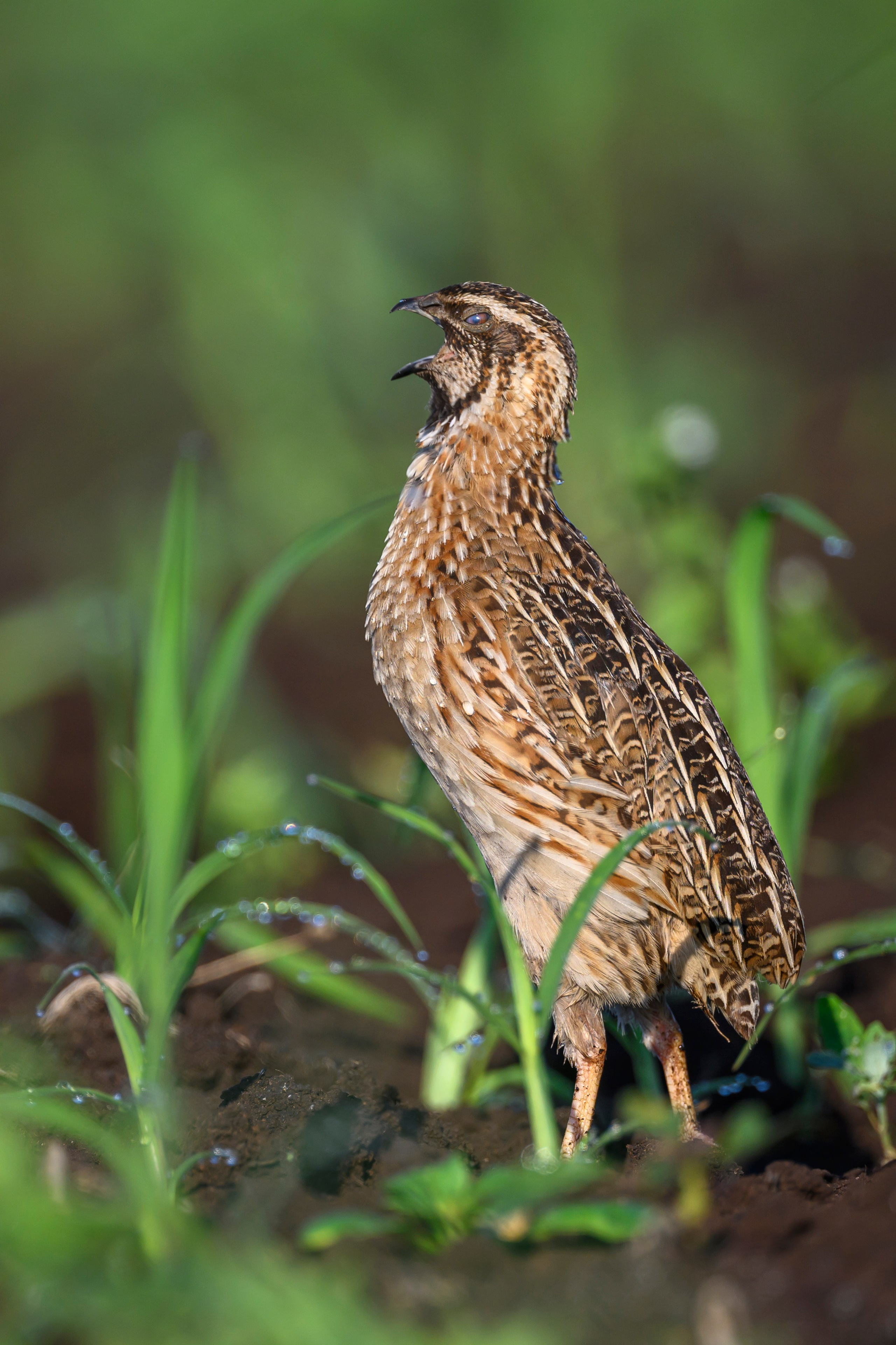 Перепела XII, роса. Фотограф Сергей Пупонин