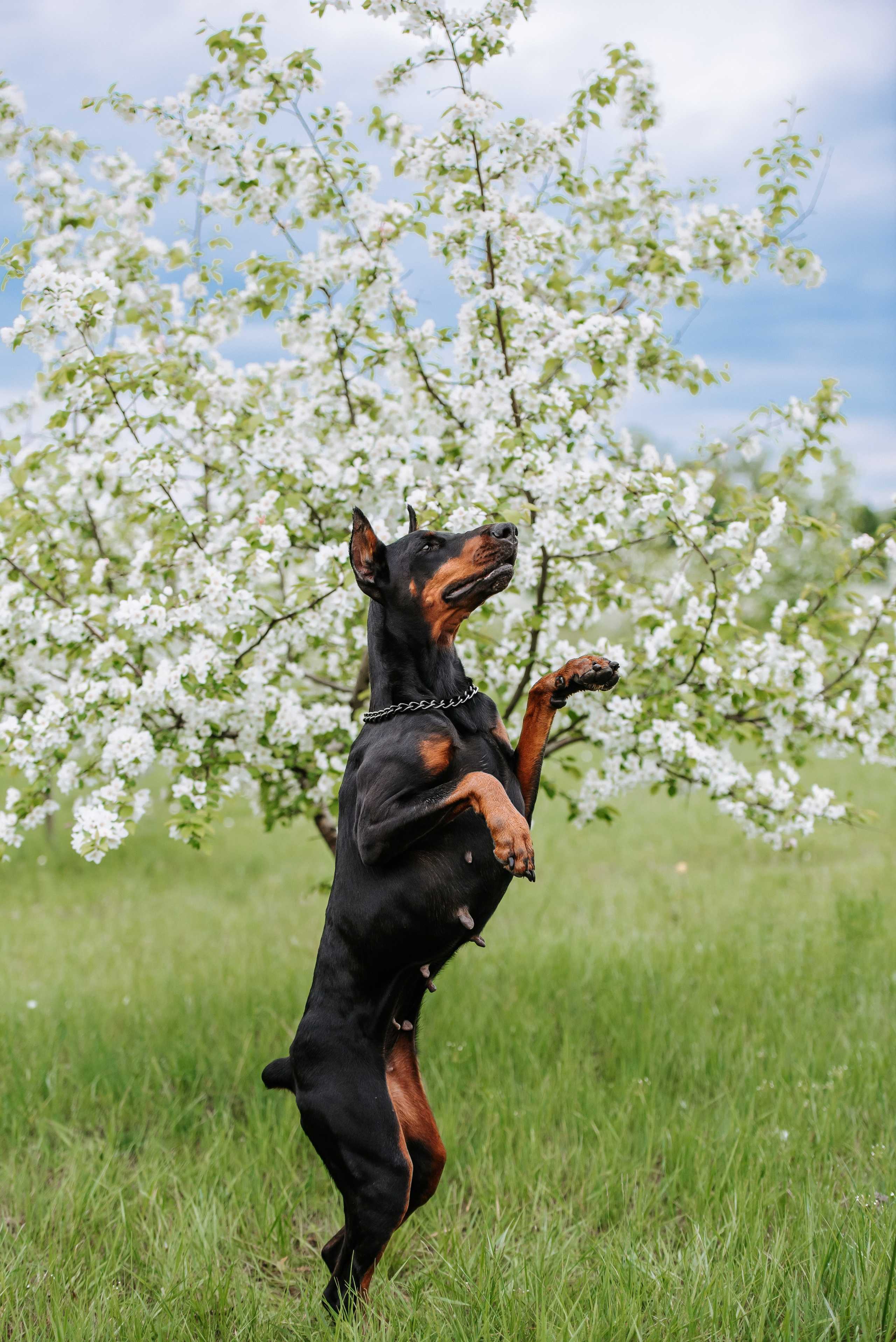 Цветение с доберманами. Фотограф Диана Оленина Красноярск / Братск