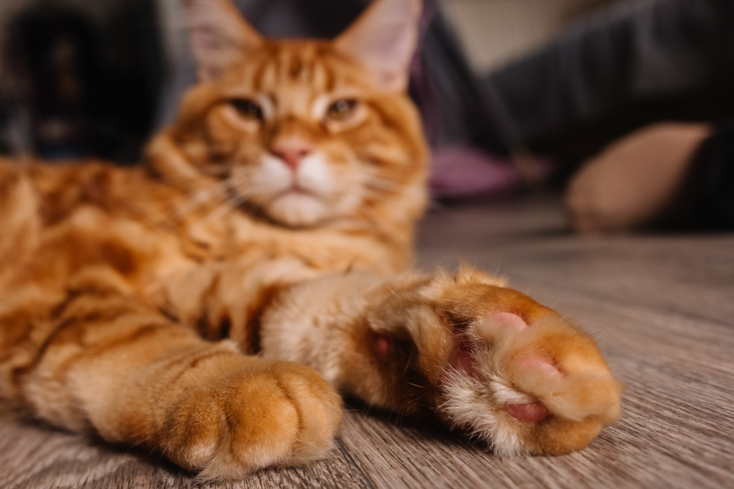 алёна малахова фотограф новосибирск семейный детский домашняя фотосессия в новосибирске