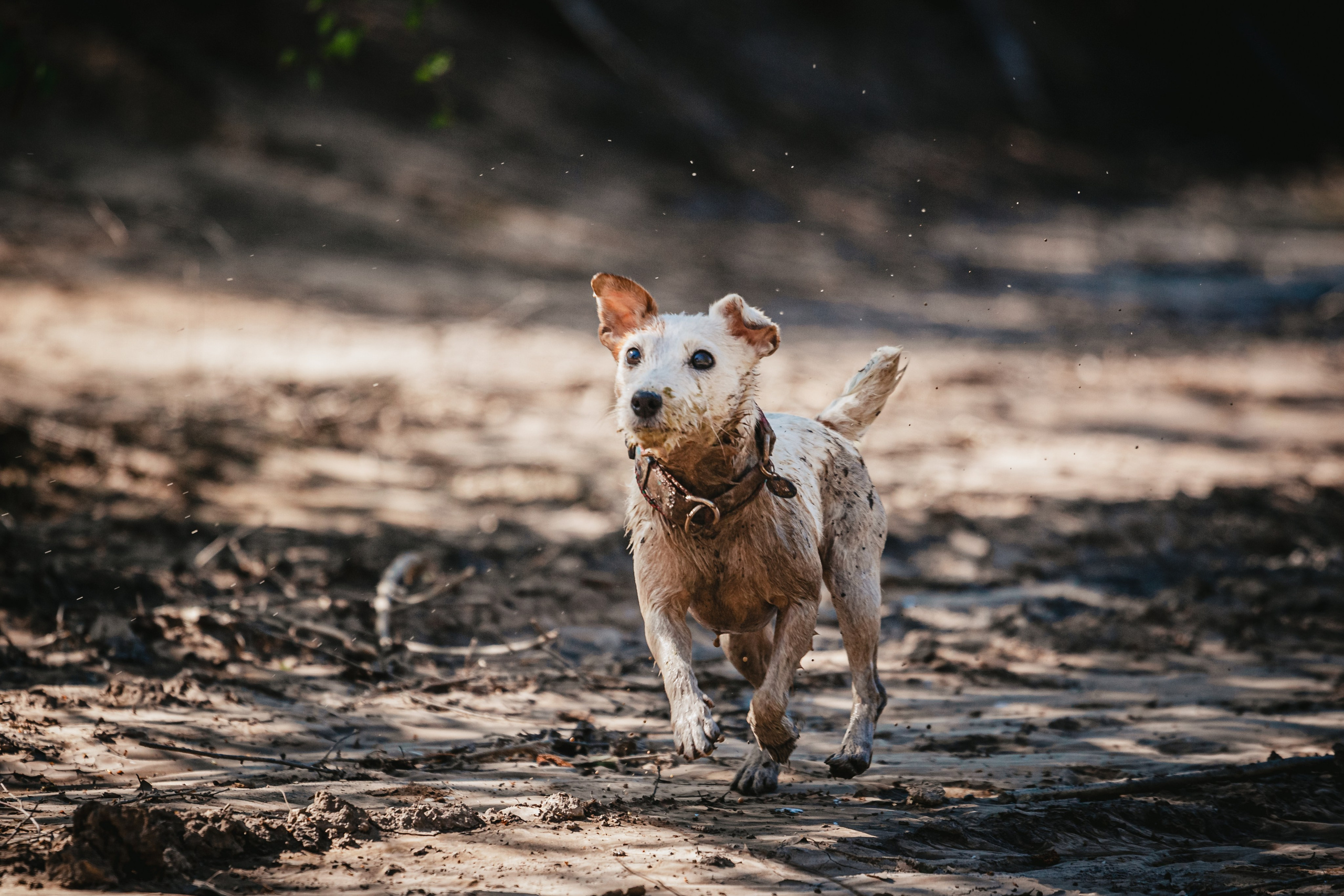 Кондуки. Фотограф-анималист Татьяна Степанова