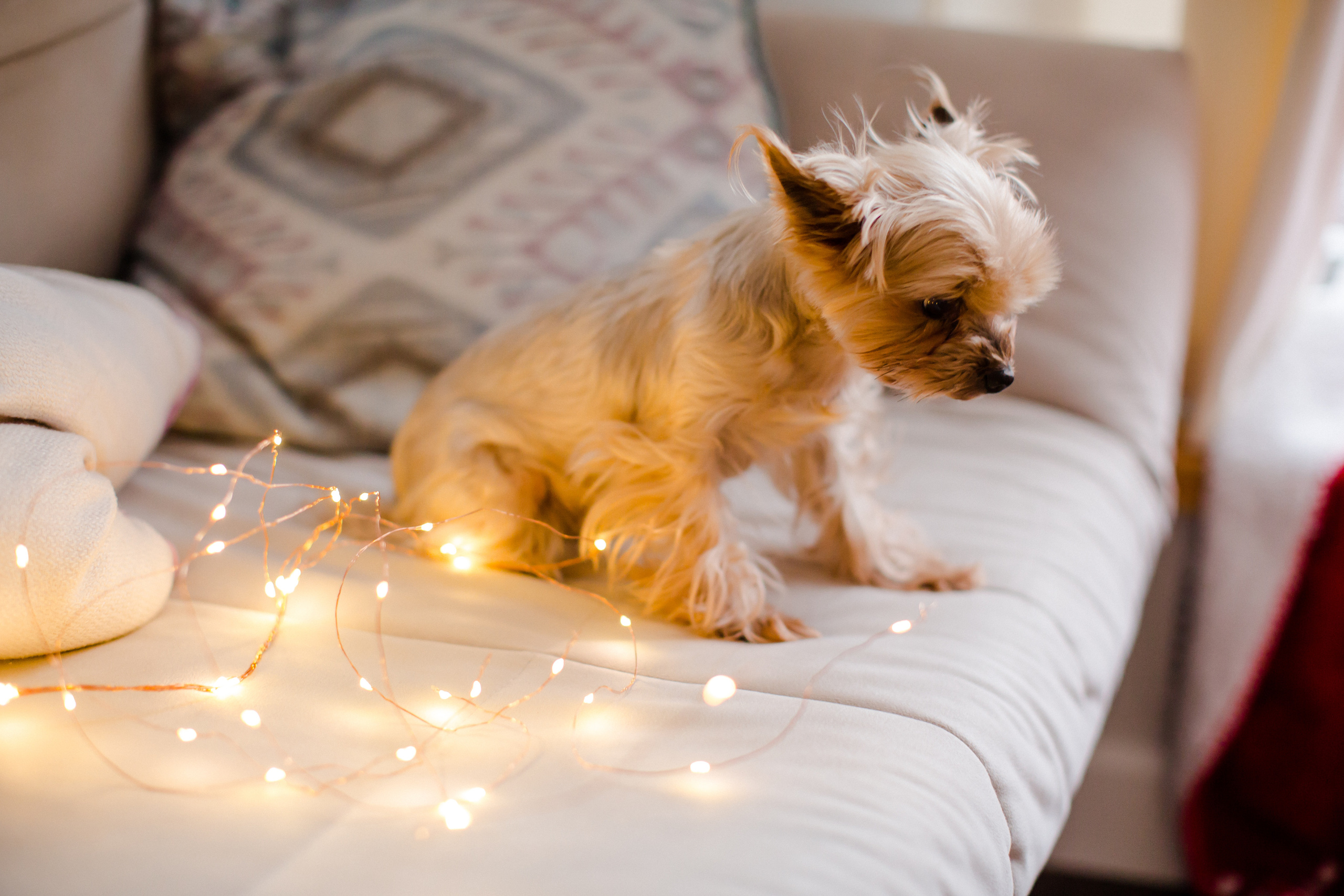 Даша. Семейный и детский фотограф в Москве Кузьмина Мария