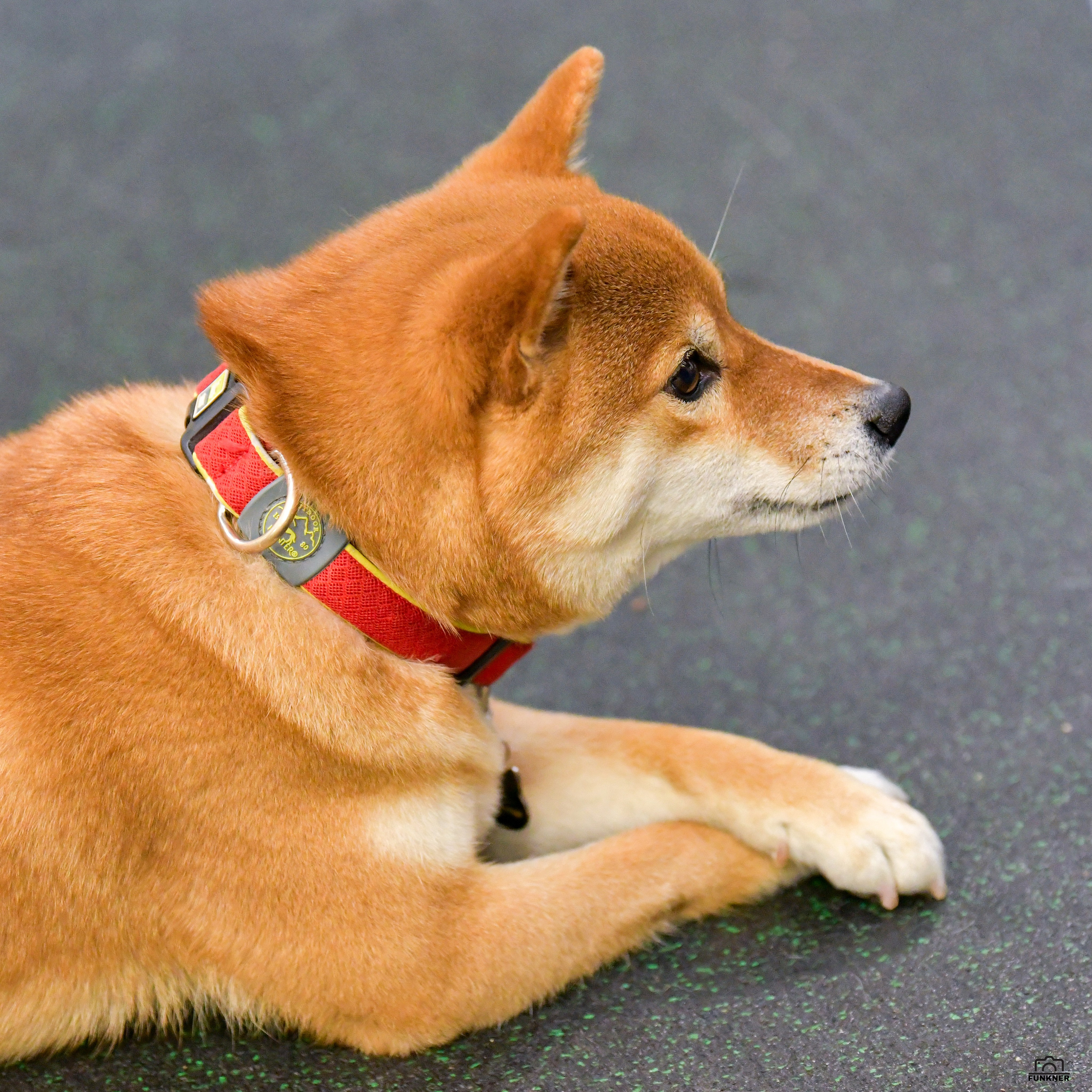 Кинологический клуб «Бодрый хвост». Свой взгляд через объектив