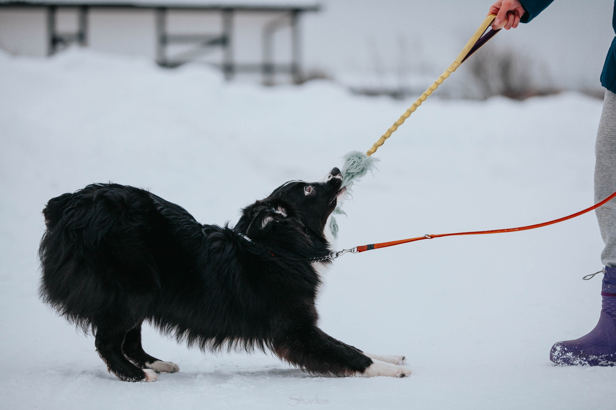 Хава. BLGKV питомник собак