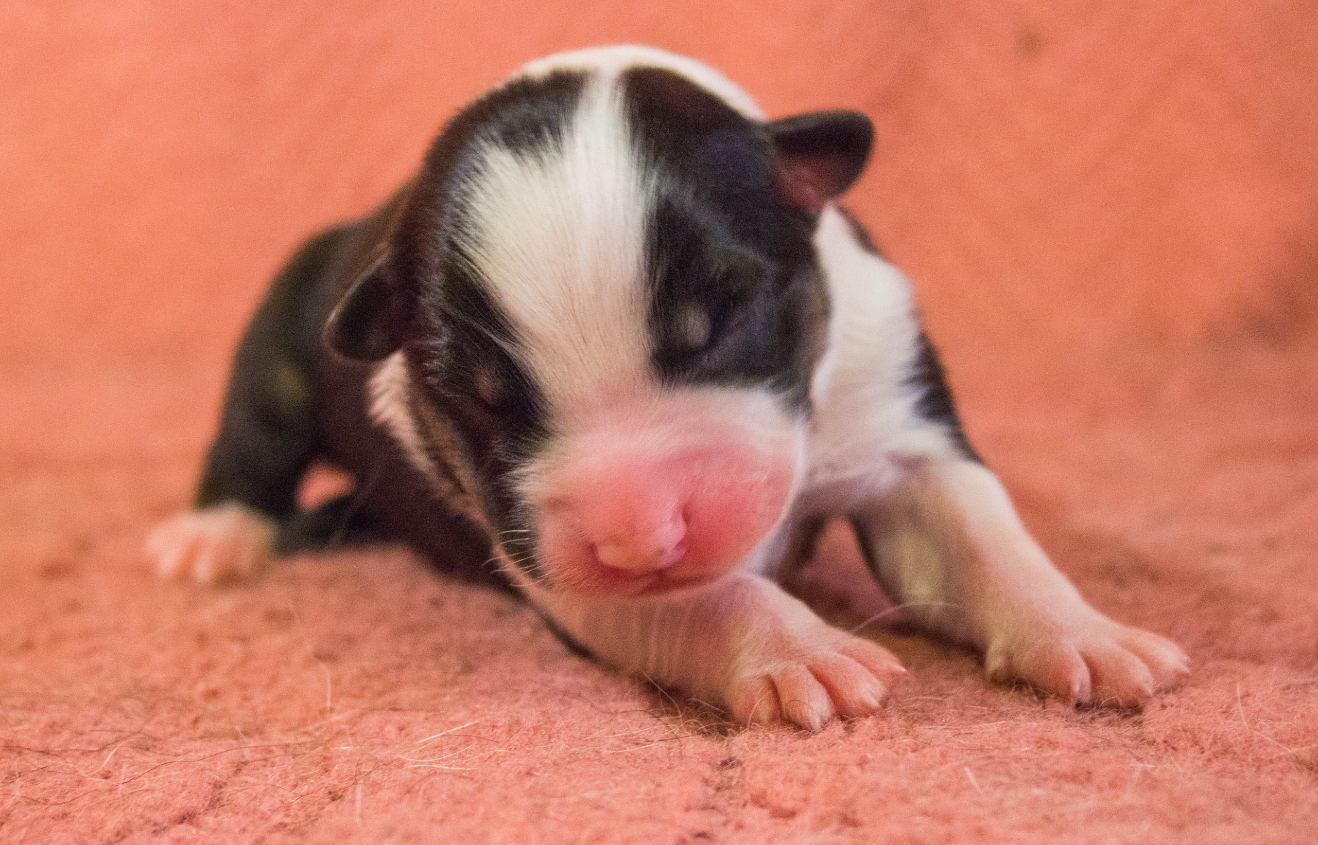 Рыся. BLGKV питомник собак