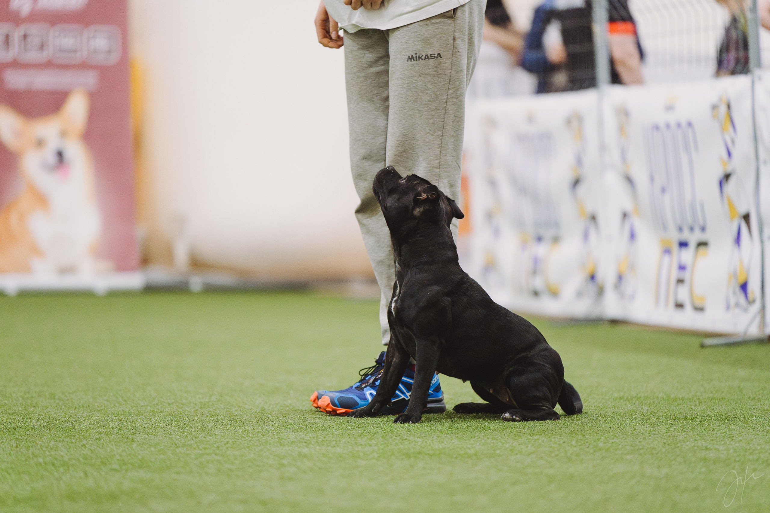 Тсахик. BLGKV питомник собак