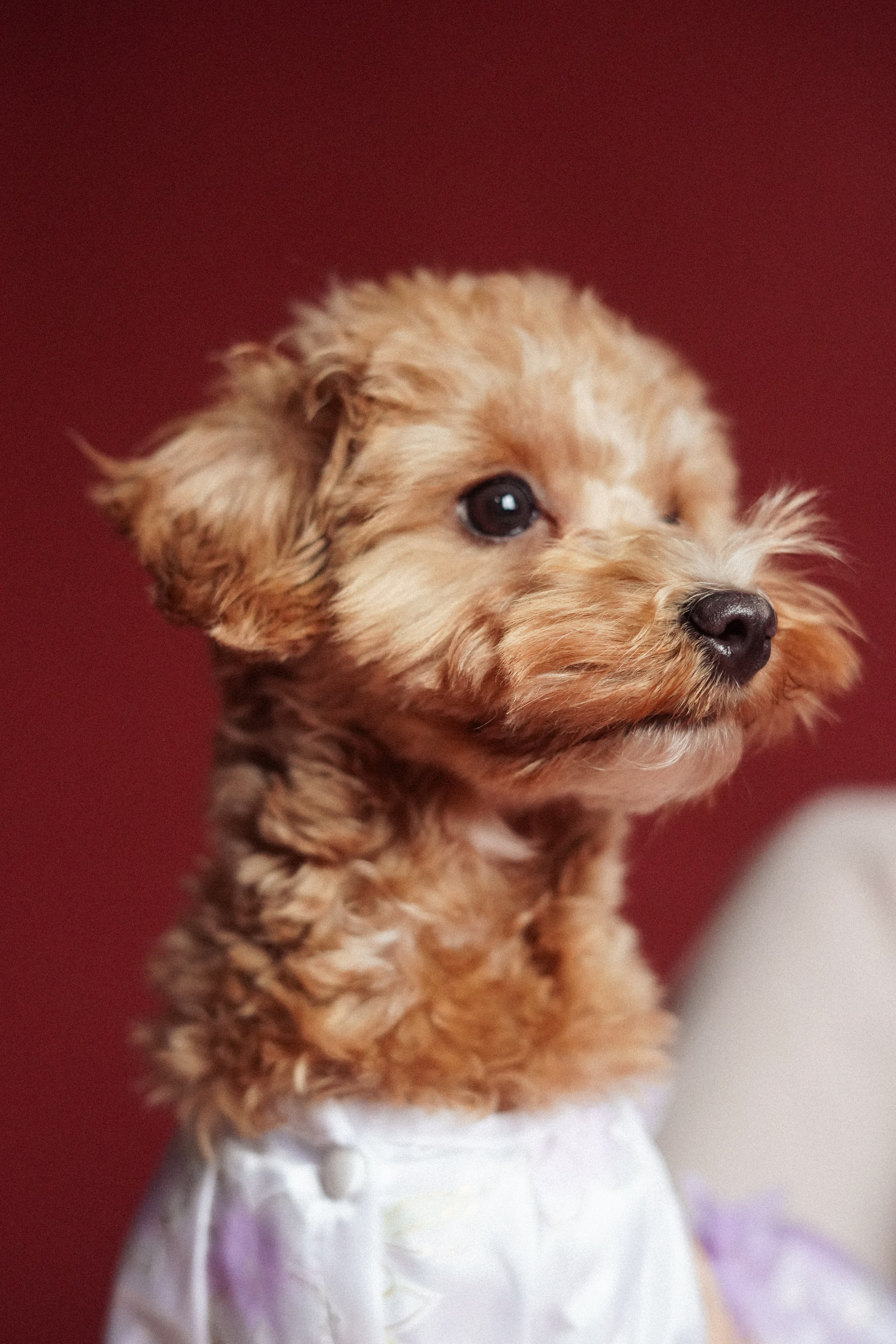 Индивидуальные съемки #3. Концертный и репортажный фотограф Ханты-Мансийск Воинская Татьяна