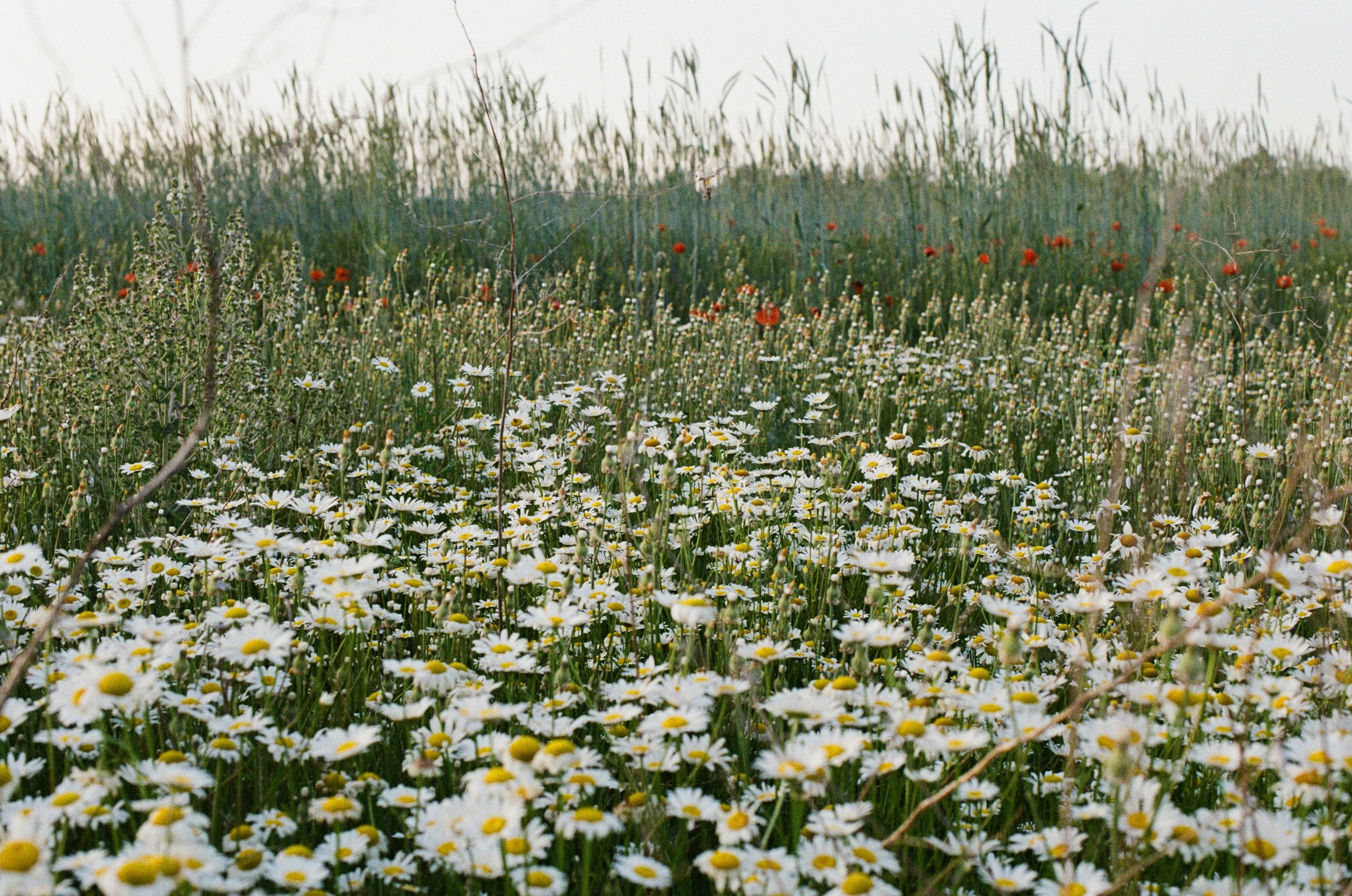 The drugs don't work // ukraine, crimea IV. EVER EXPOSED
