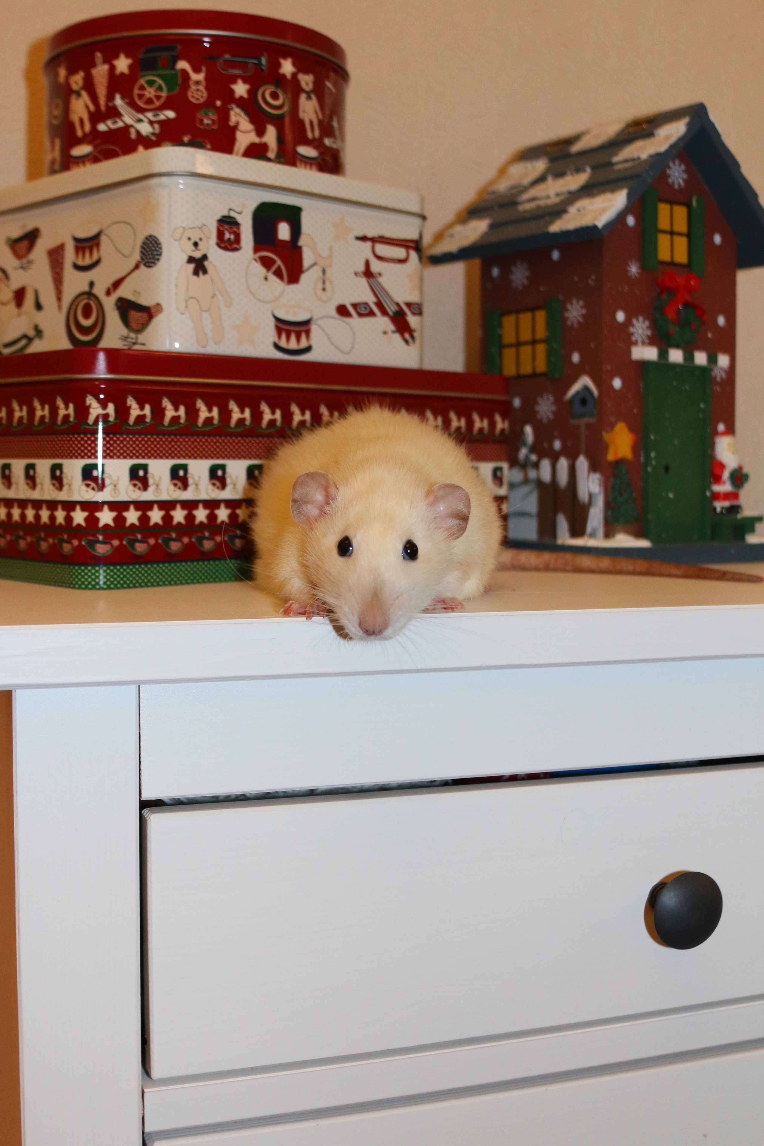 Съемка с питомцем