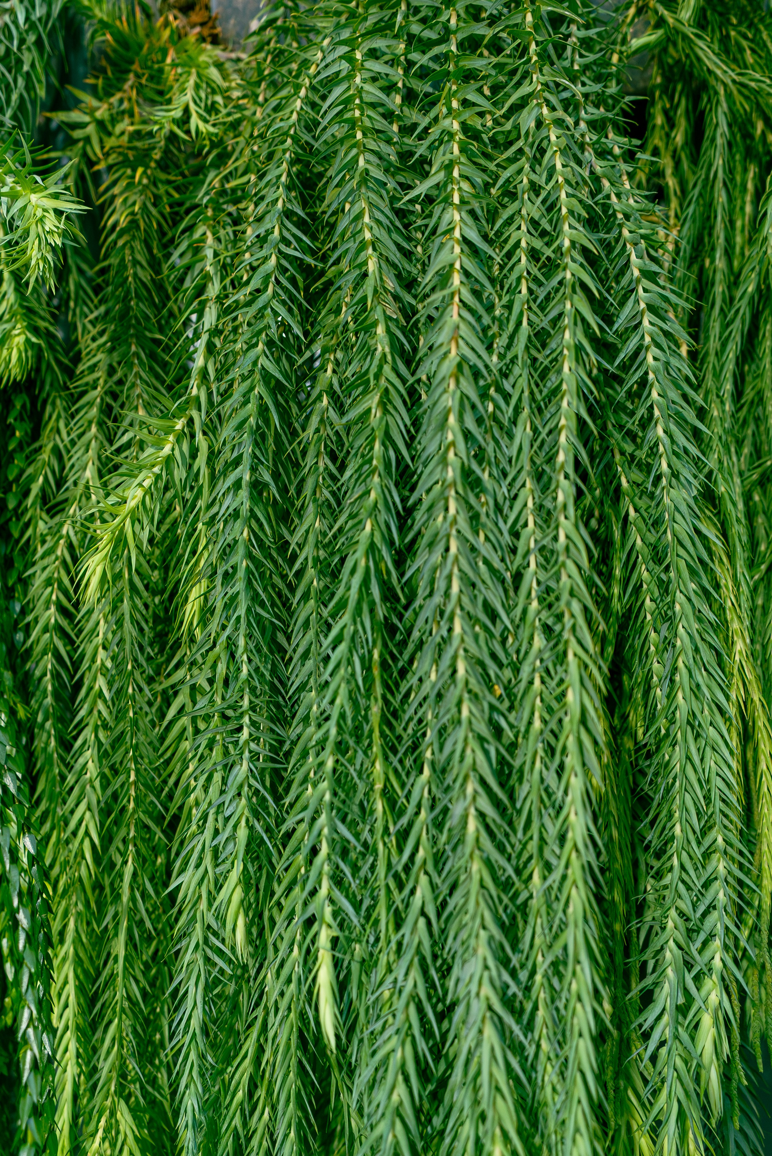 Greenrare июль. Александра Куликова фотограф, Москва