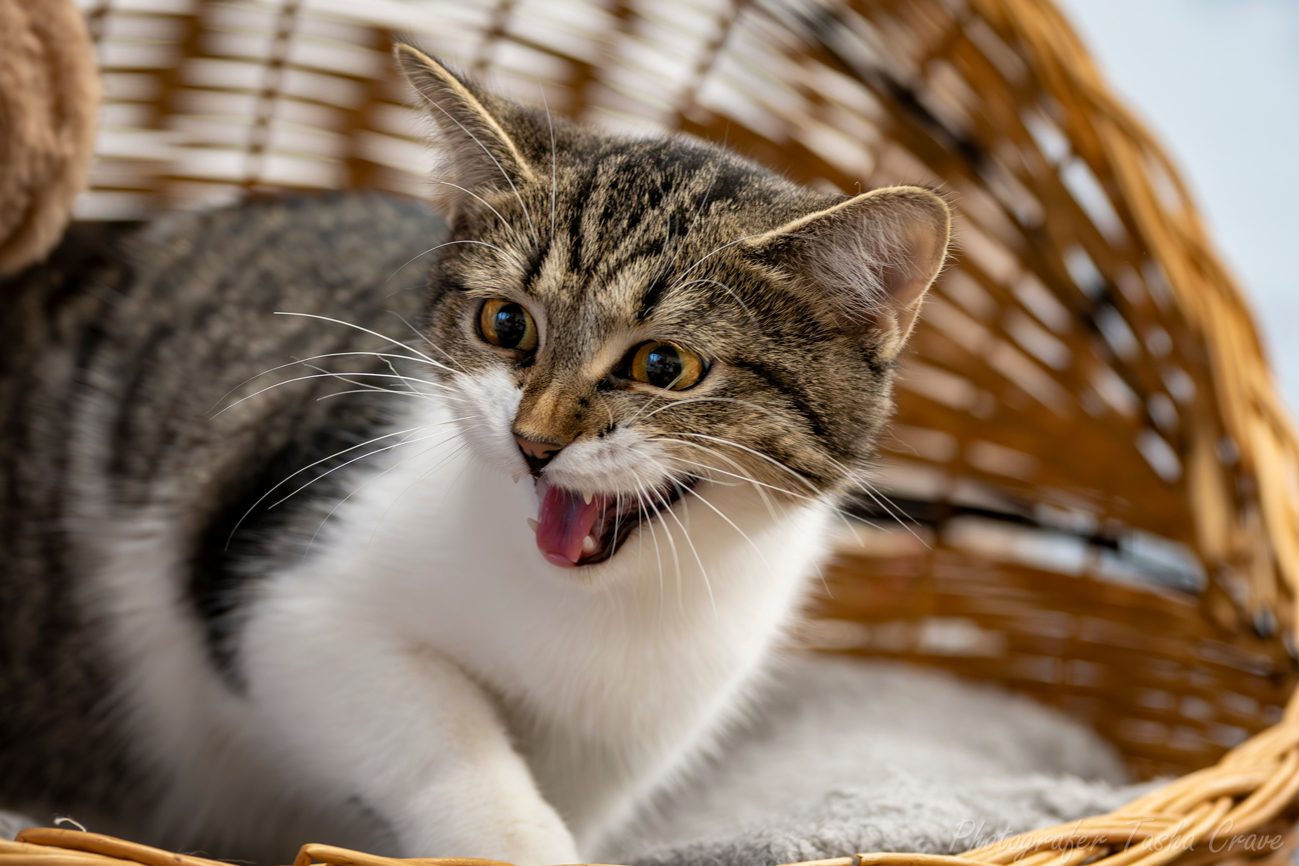 Приют для котиков "Убежище". Фотограф анималист в Санкт-Петербурге Таша Крейв