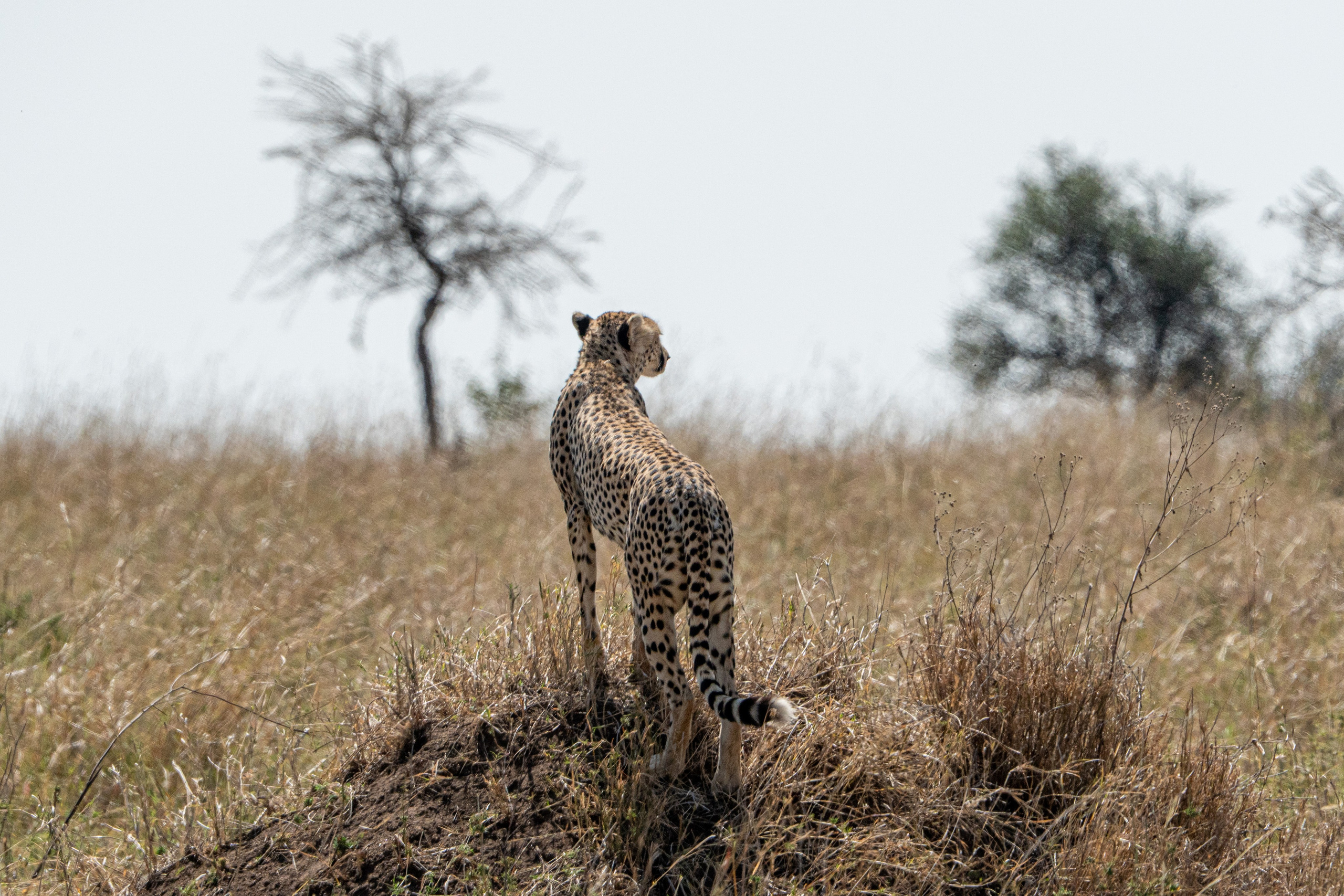 Танзания, сафари, 2025. Творческие сьемки