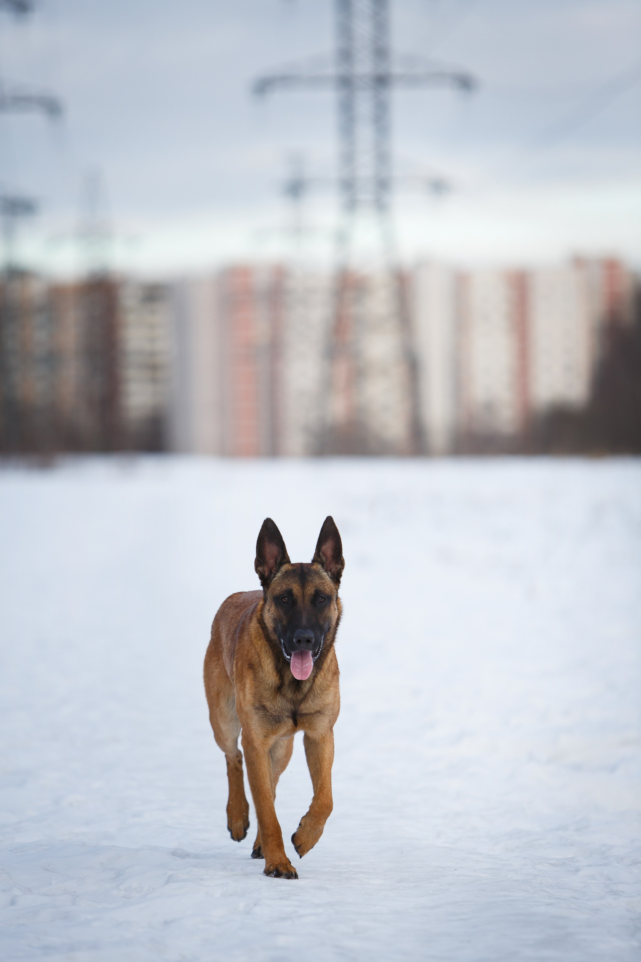 Драгон. Фотограф-анималист в Москве, МО и Владимире
