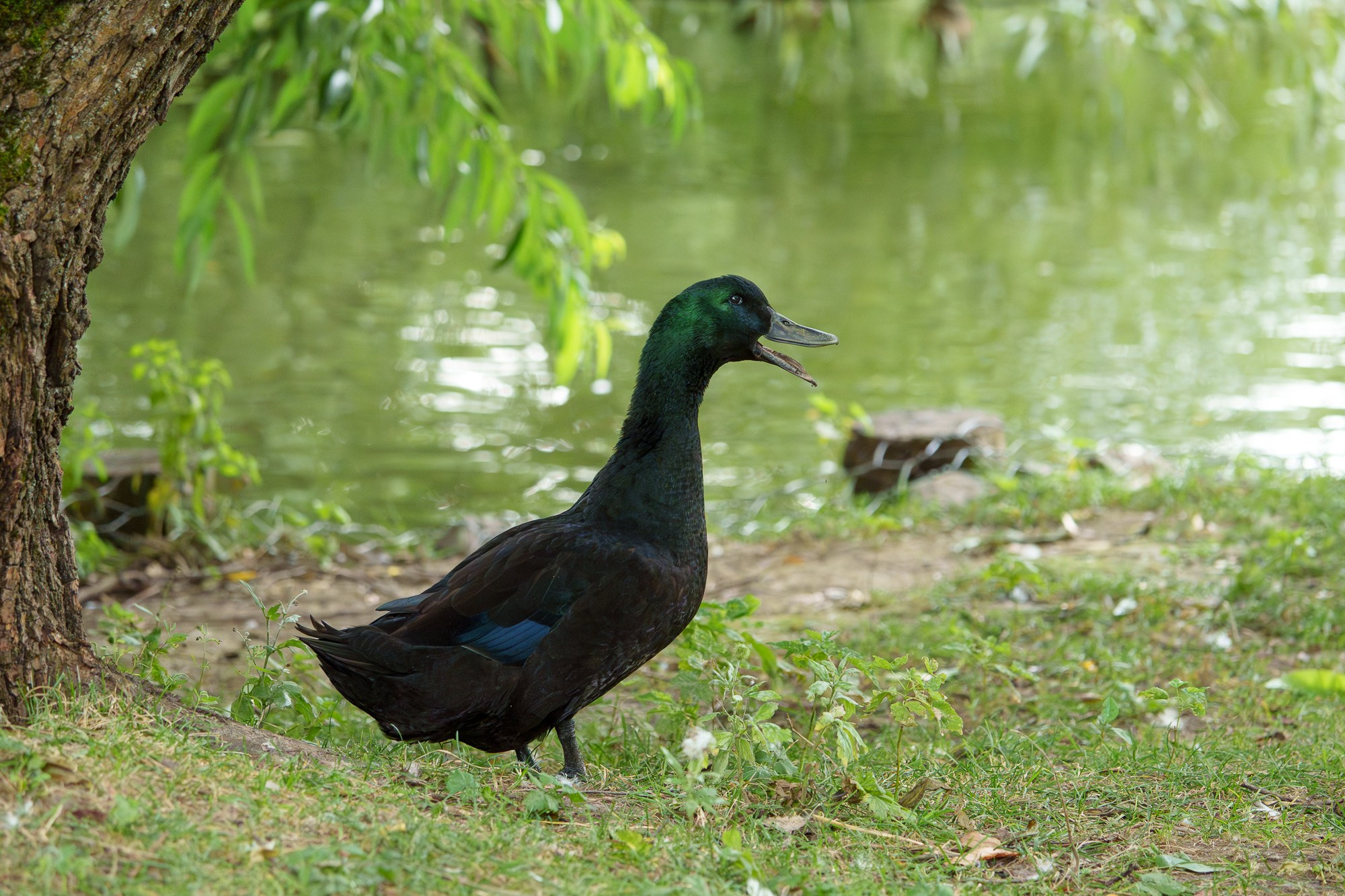 Удивительные мир птиц. Вокруг нас столько прекрасного — присмотритесь!. Ваш личный фотограф Марина Волкова