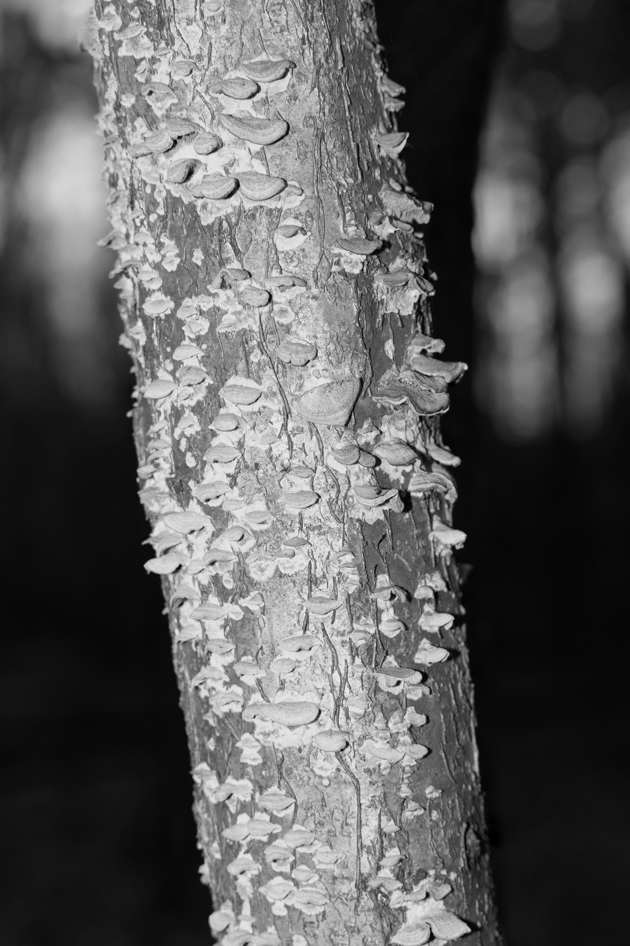 Art prints. Фотограф алина стерхова, алина стерхова фотограф, фотограф москва