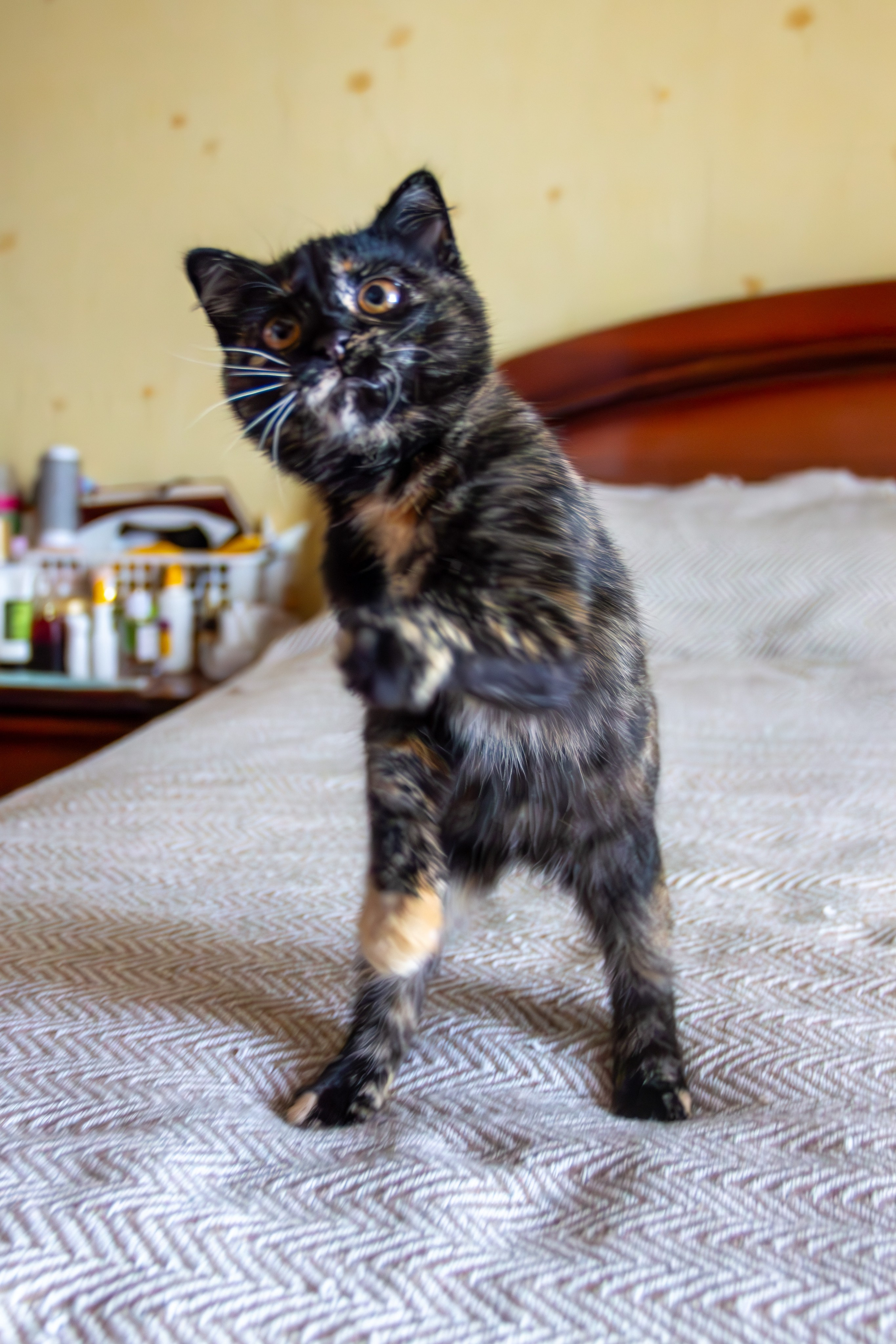 Котёнок Соня. Фотозаметки Лины Юговой | фотограф-анималист