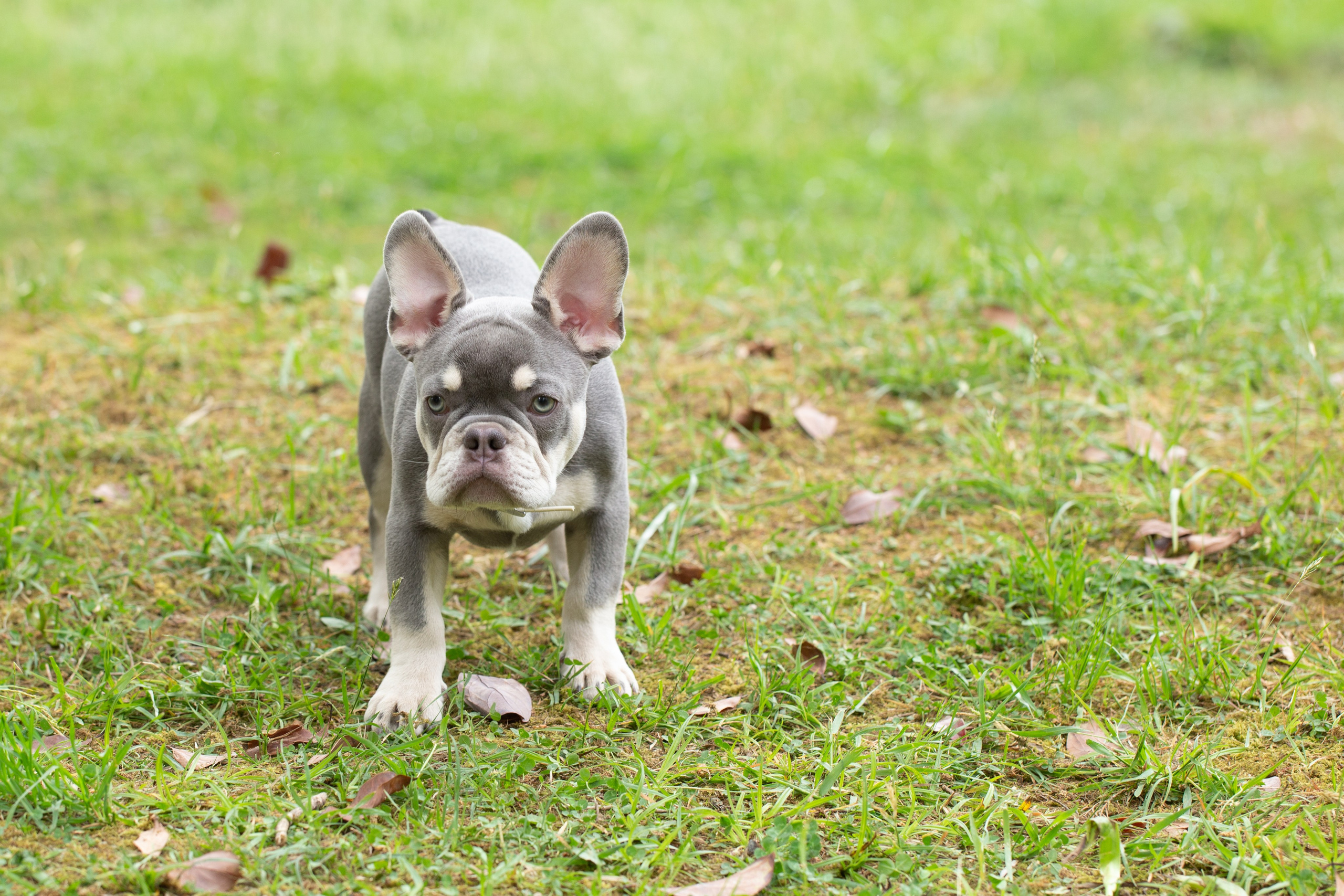 Репортажная съемка французских бульдогов в сочинском парке Ривьера, фотографии на природе, хозяева и их питомцы. Предметный и фудфотограф в Сочи Дарина Погодаева