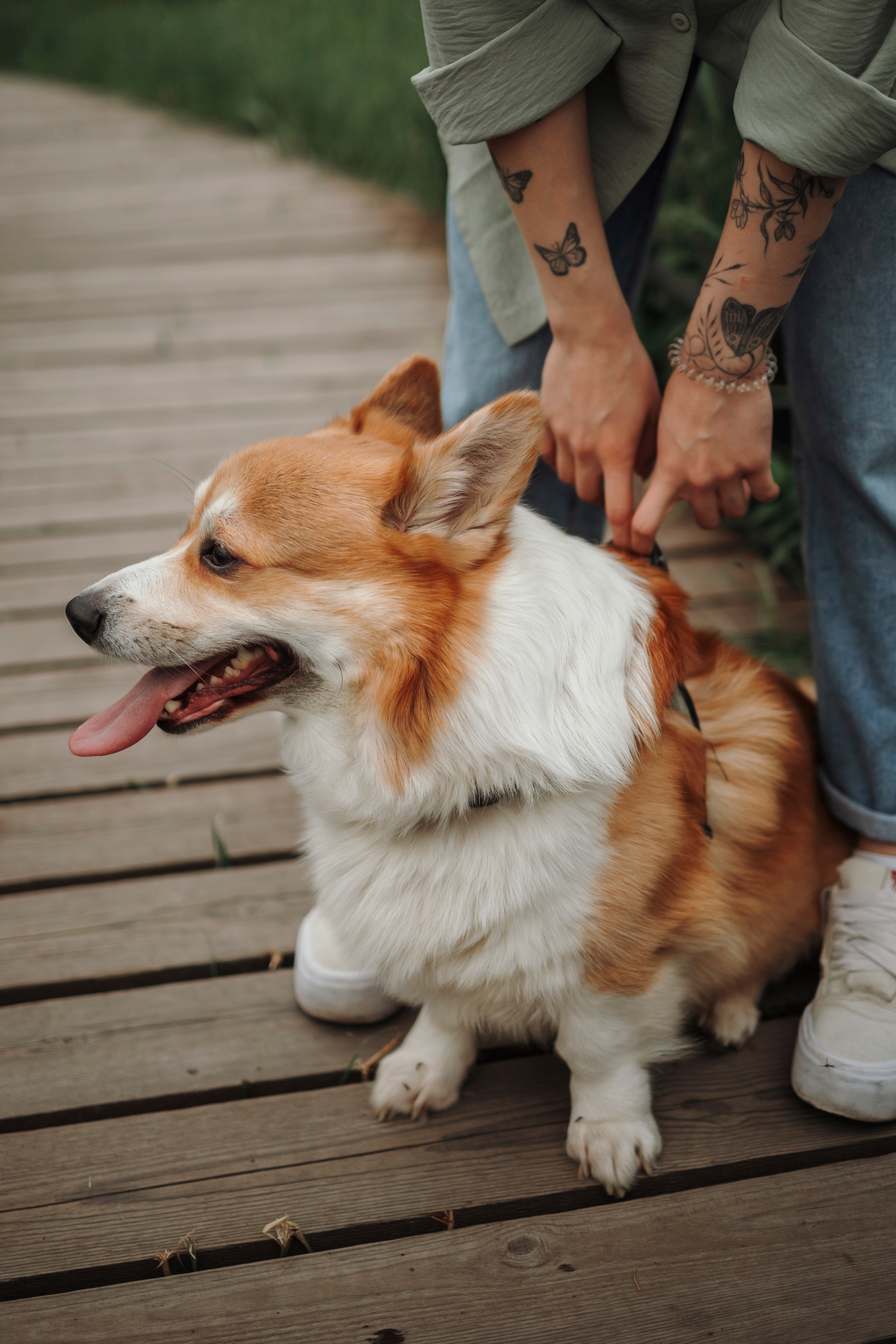 Даша и корги Рудик. Фотограф-анималист в Санкт-Петеребурге Титова Алиса