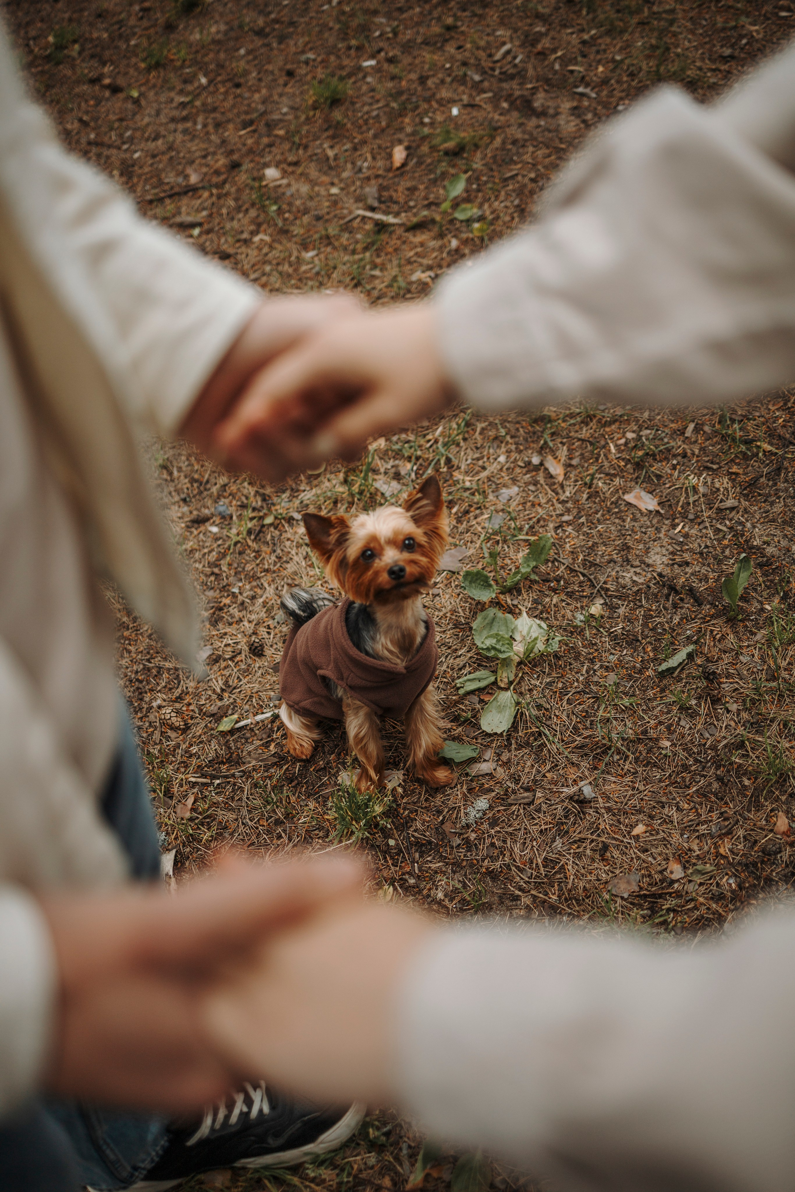 День из жизни Чуи и его семьи. Фотограф-анималист в Санкт-Петеребурге Титова Алиса