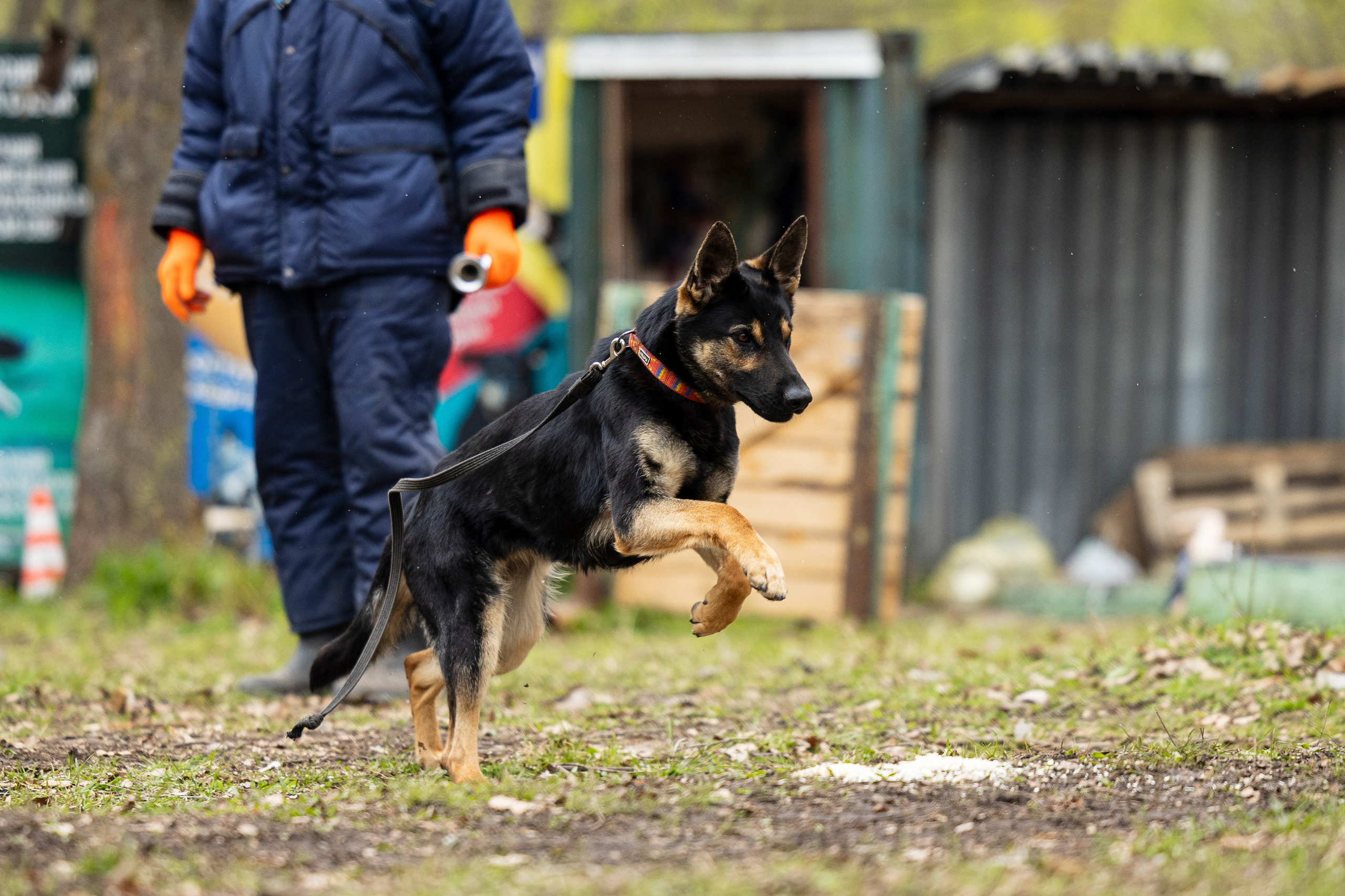 Квалификационные состязания по мондьорингу г. Вологда 11.05.24. Фотограф-анималист Анна Маринич