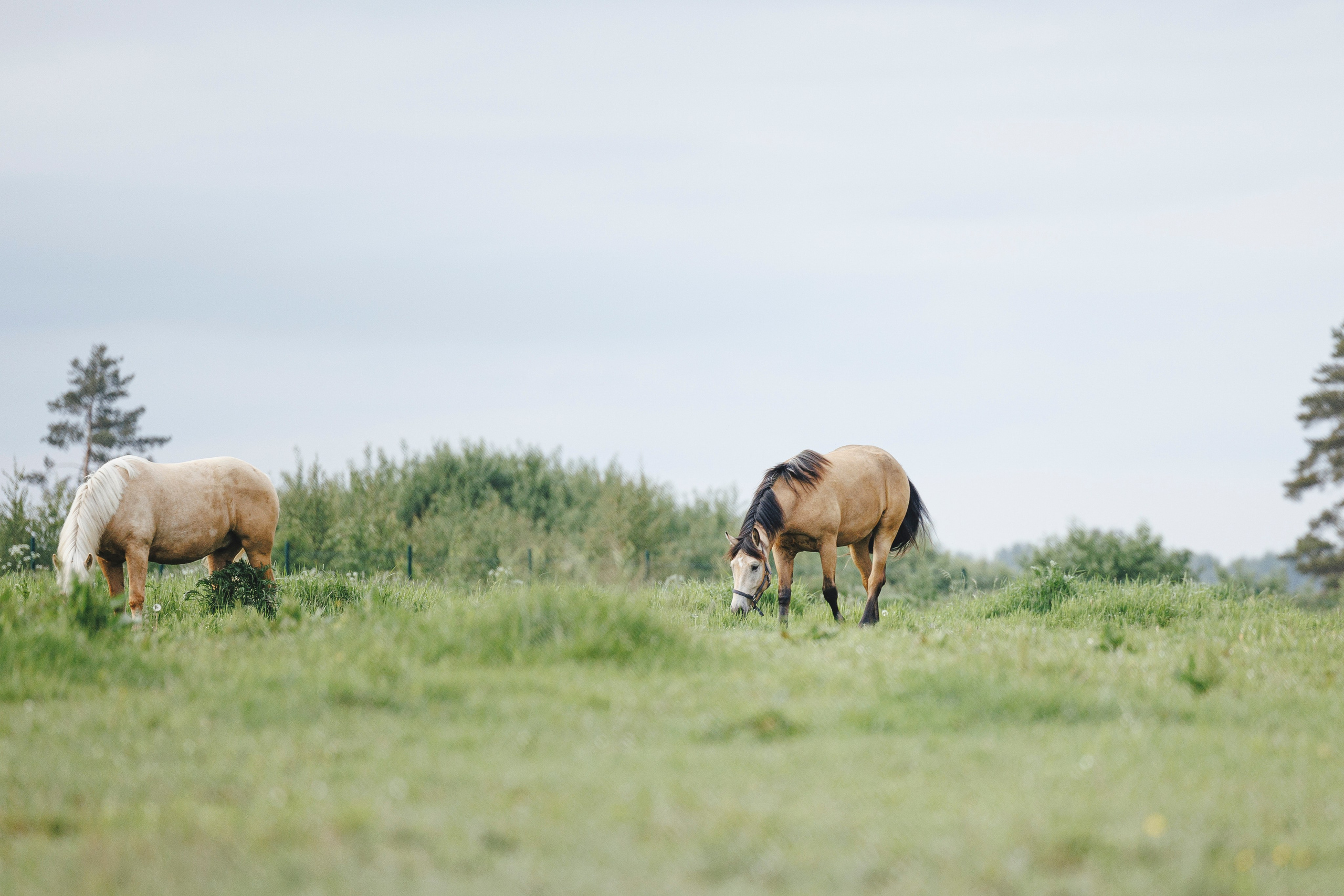 Керро поле. Фотограф-анималист Анна Маринич