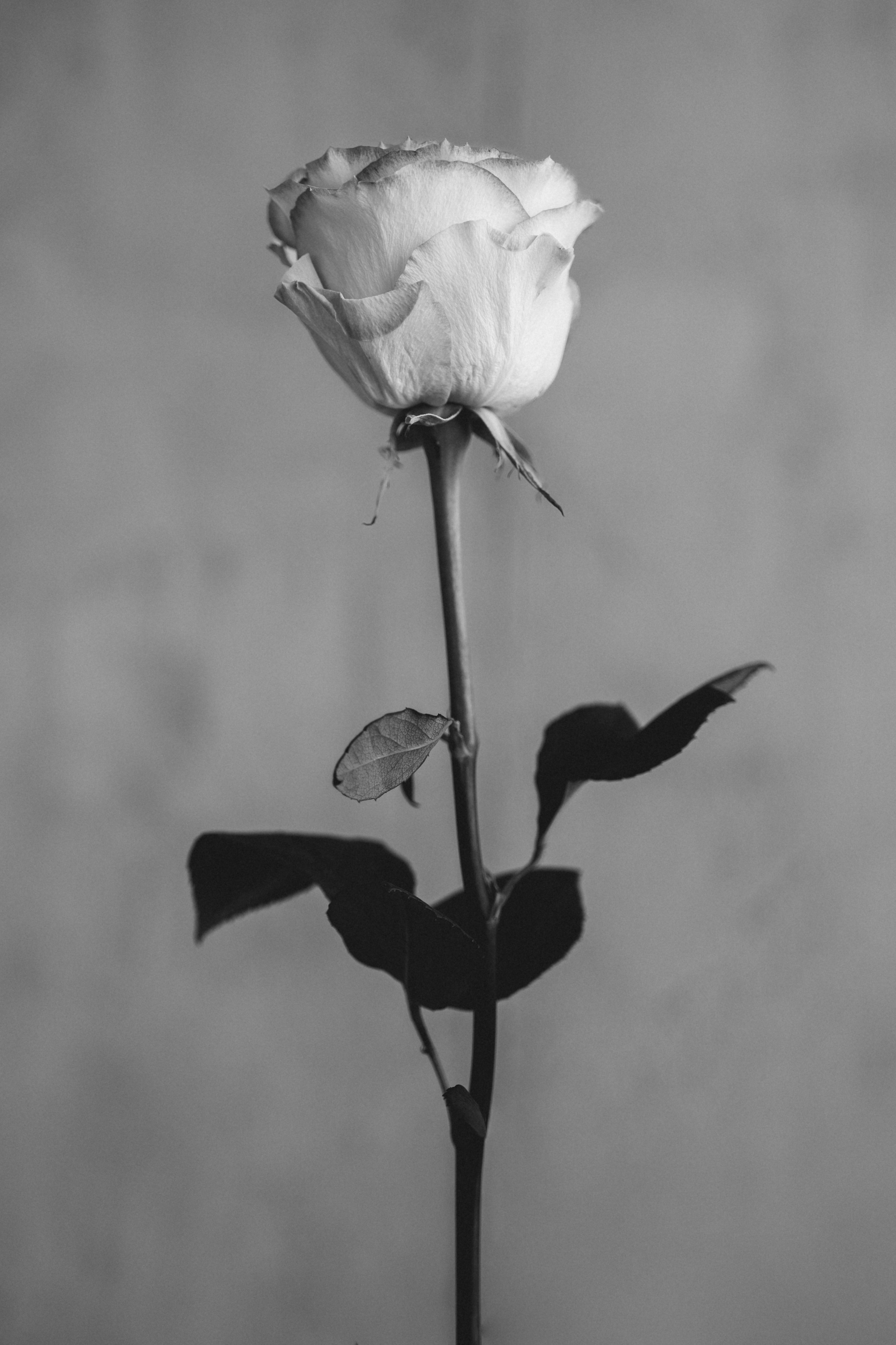 Ekaterina. Фотограф Волгоград