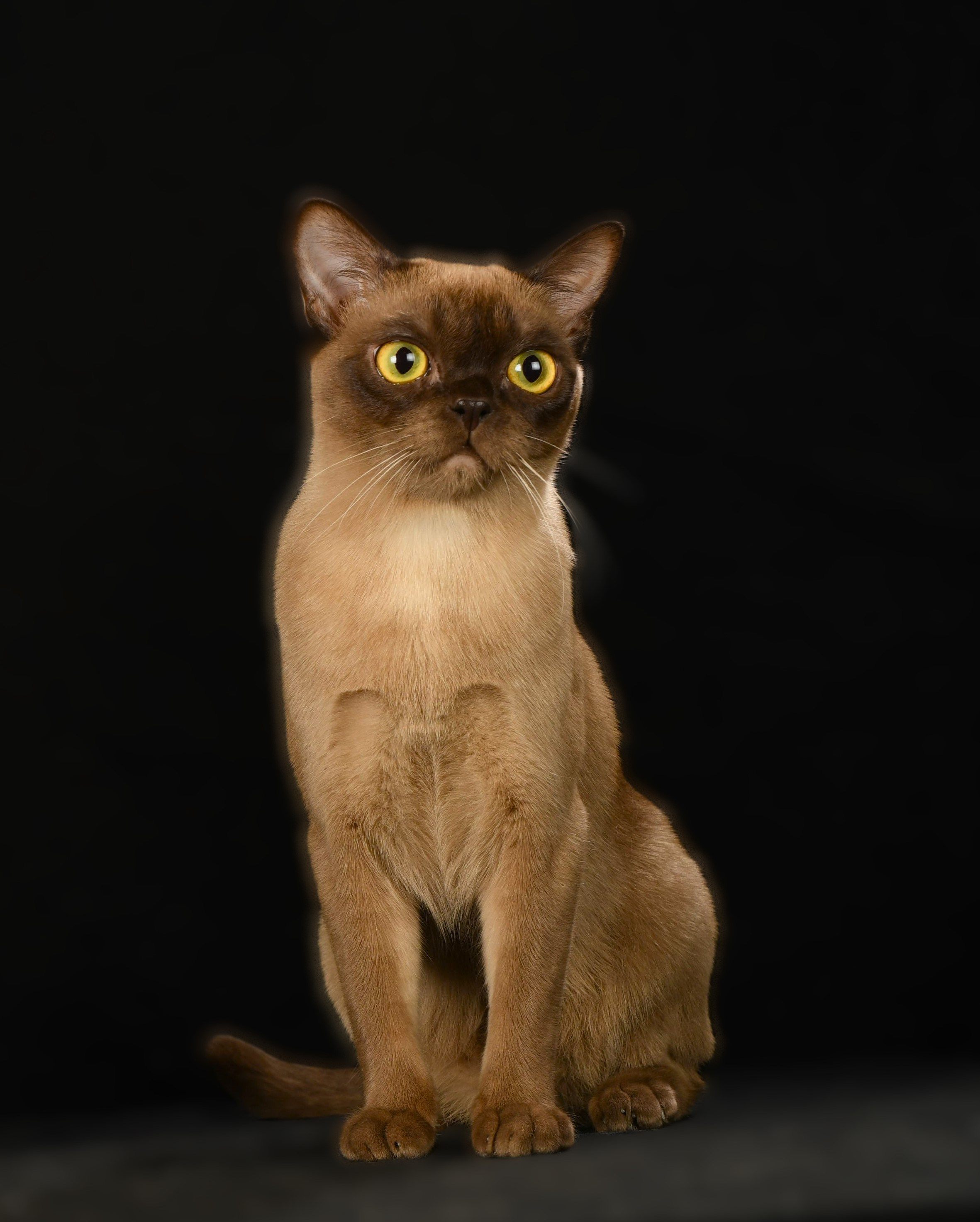 Котёнок американской бурмы. Las Burmas — питомник американской бурмы традиционных линий