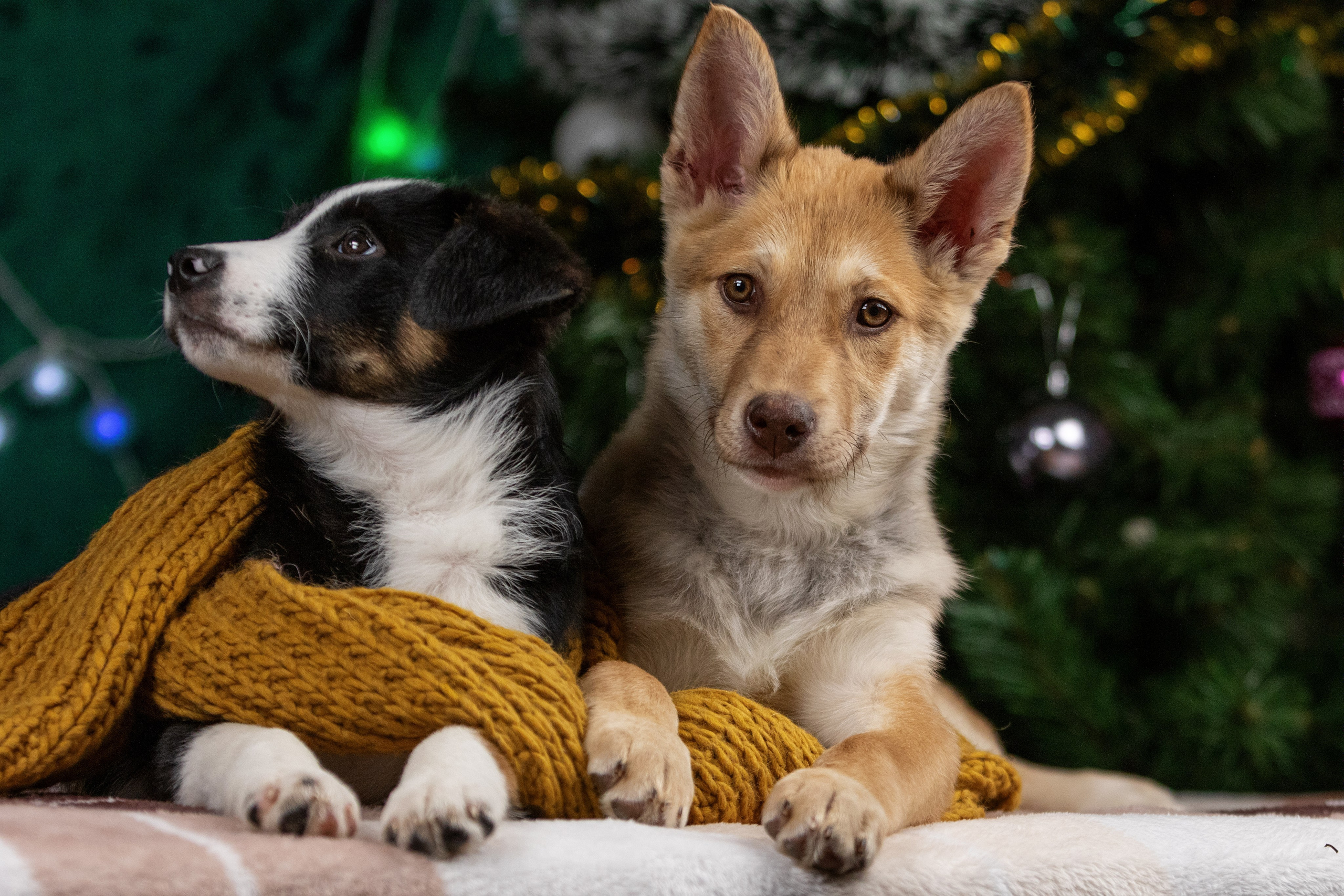 Отзывы. Фотограф-анималист Юлия Зубкова