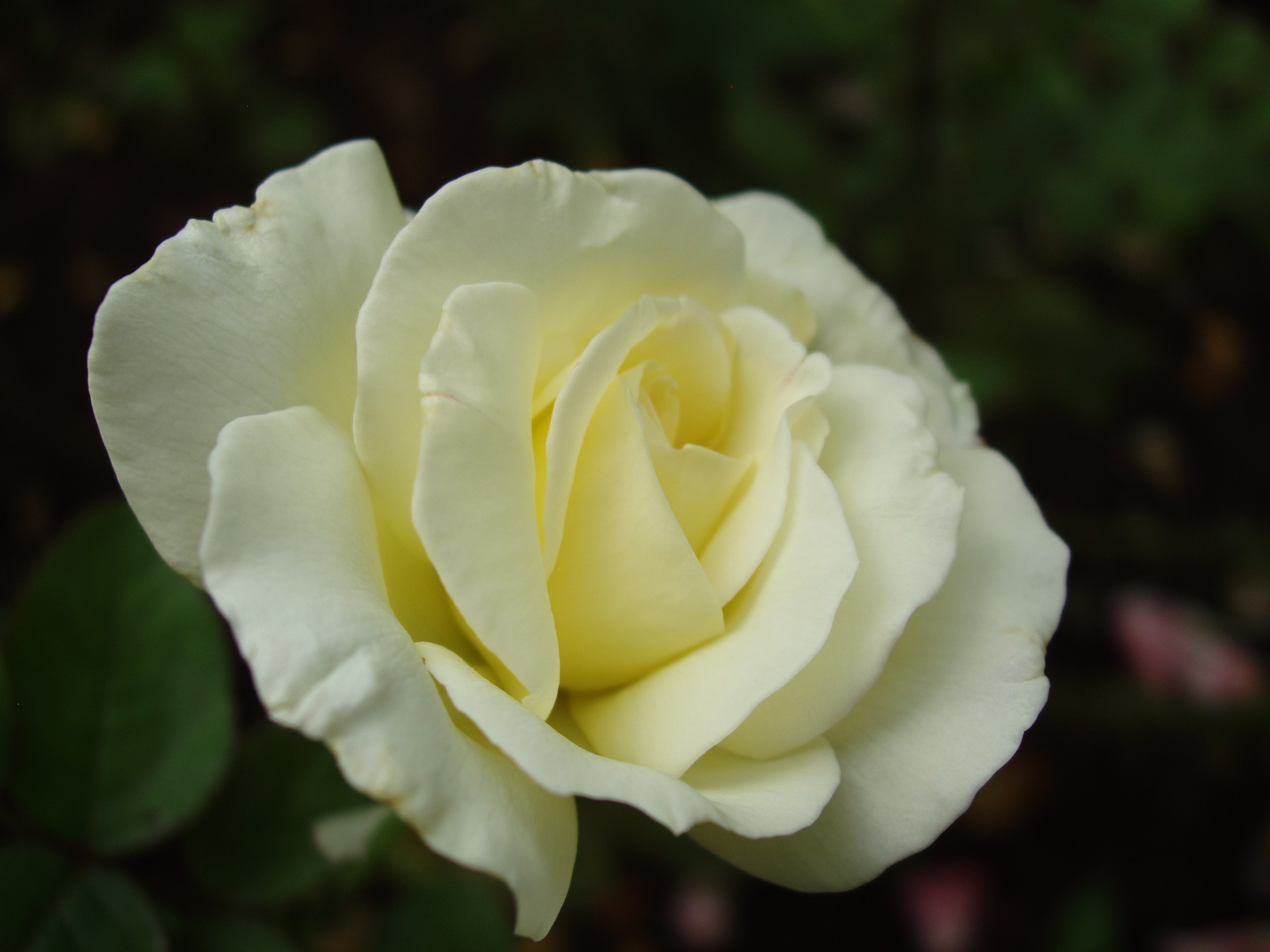 Отпуск 20.07-17.08. Семейный, Свадебный фотограф СПБ Питер— Романова Екатерина