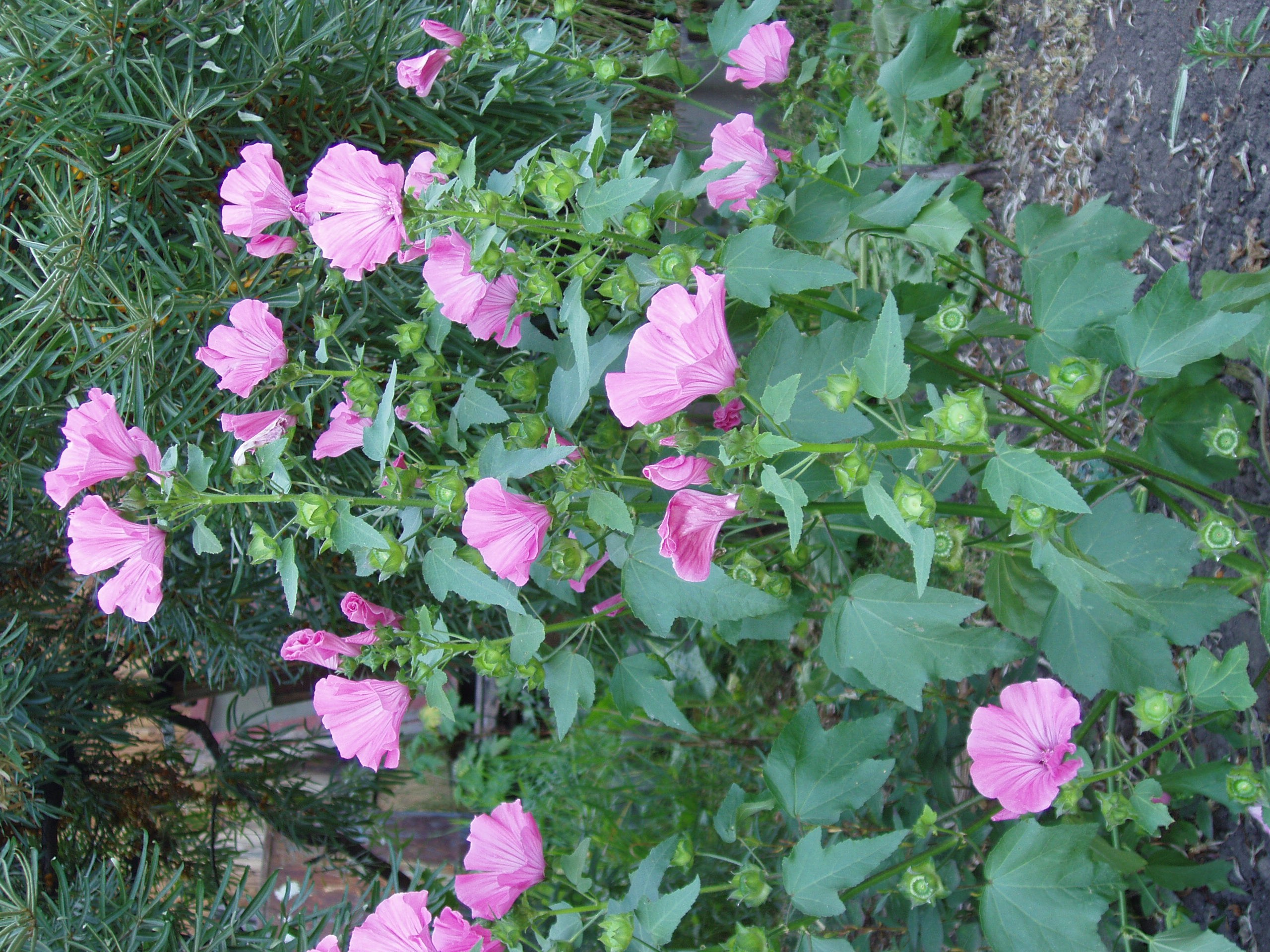 Дача 20.08.2005. Семейный, Свадебный фотограф СПБ Питер— Романова Екатерина