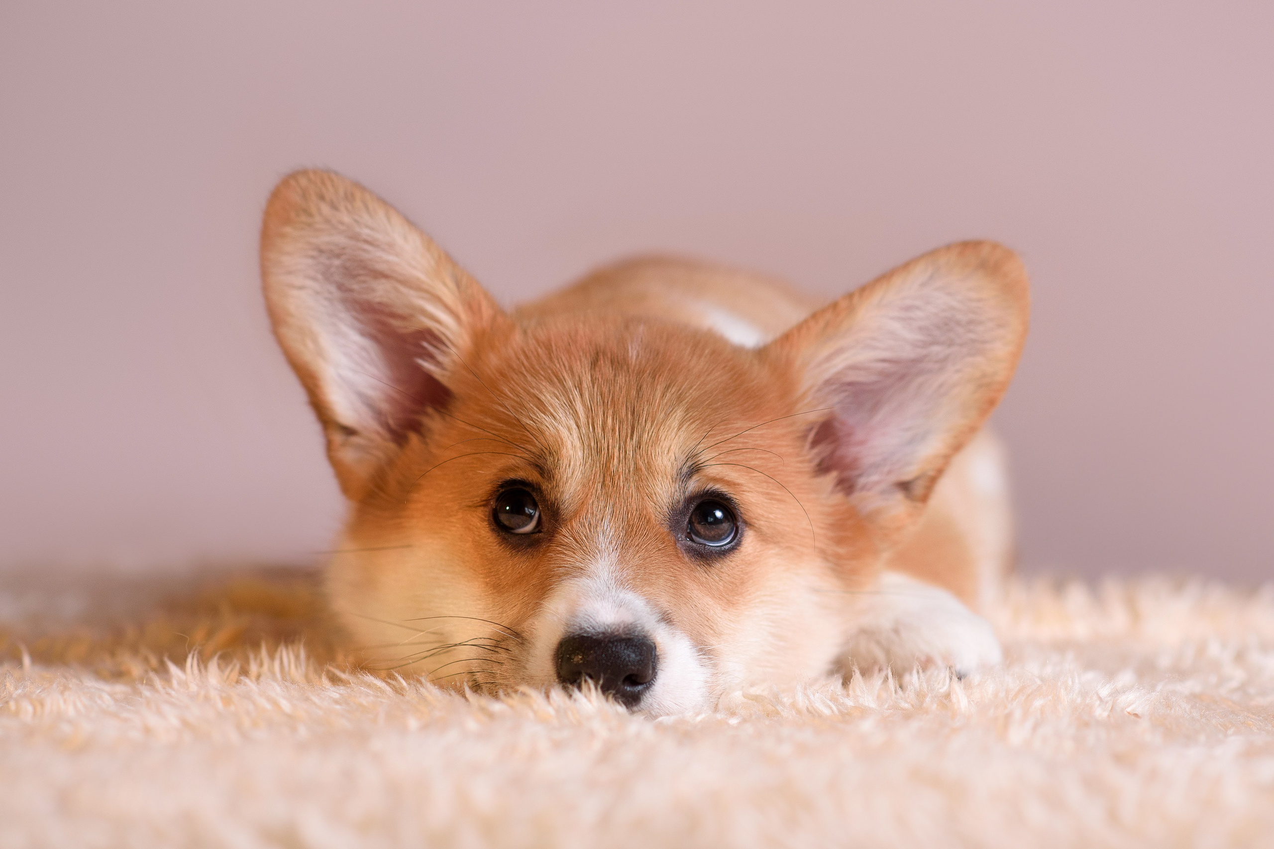 Ликер Синнабон — 11.01.2024. Фотограф — Анималист | Анна Абрамова