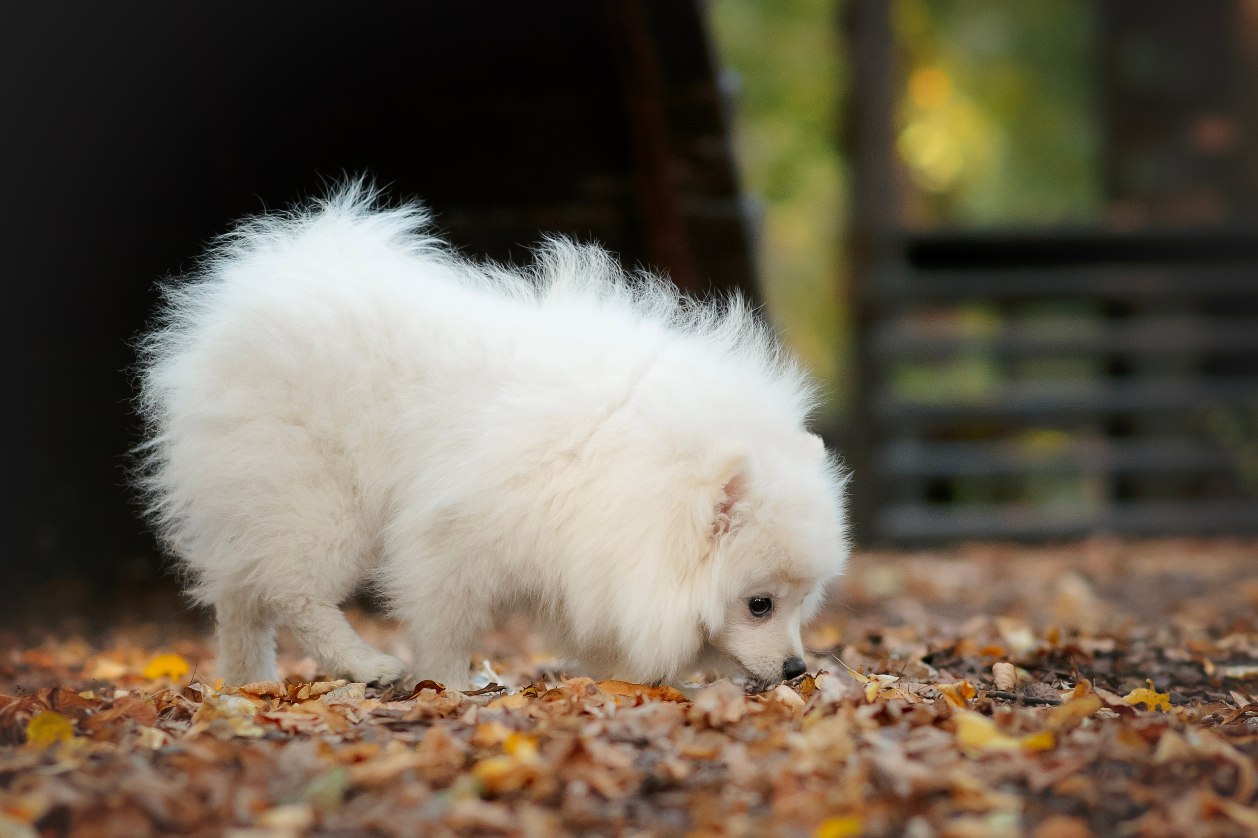 Малый немецкий шпиц — 18.09.2025. Фотограф — Анималист | Анна Абрамова