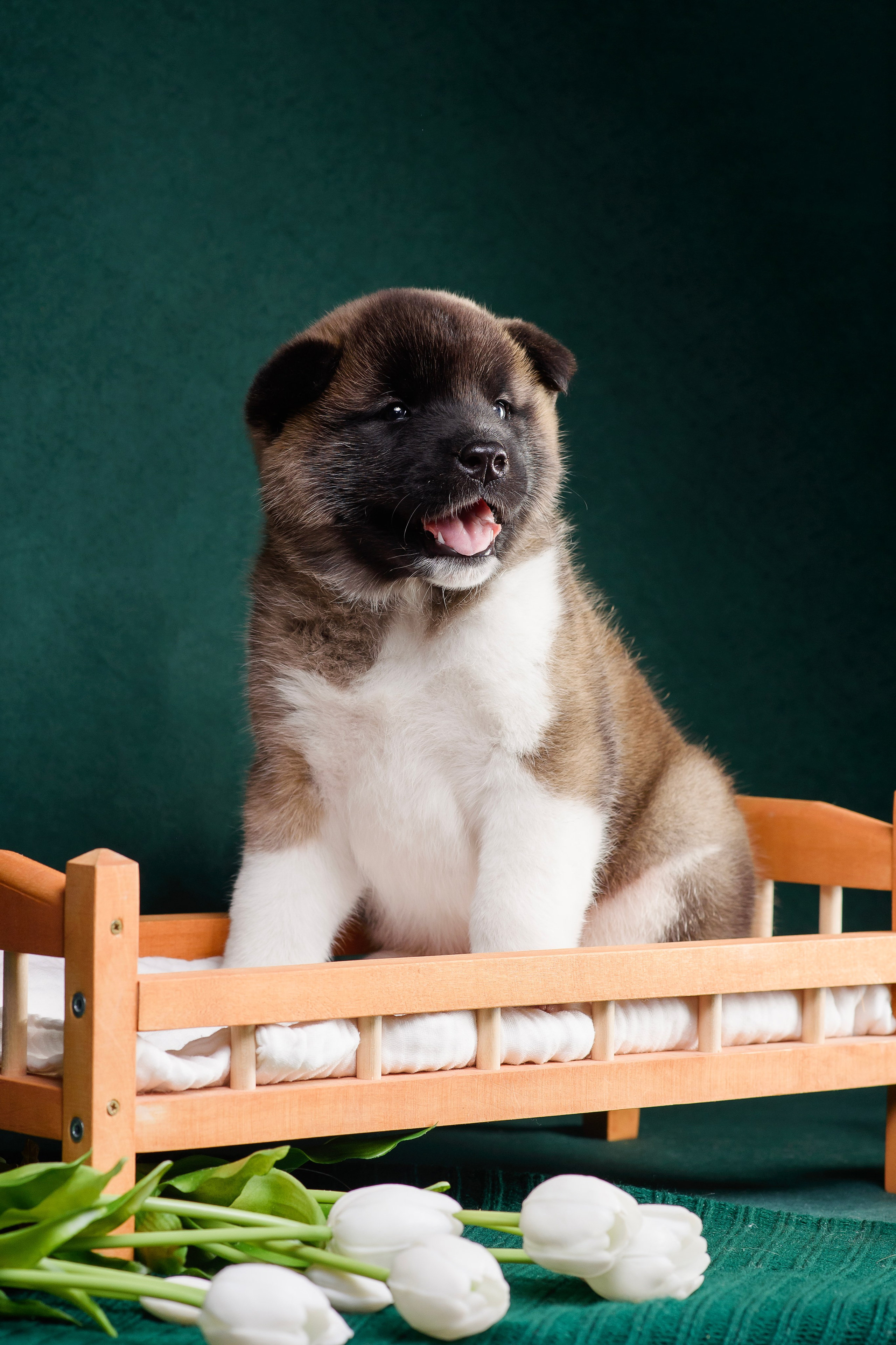 Щенки Американской Акиты. Фотограф — Анималист | Анна Абрамова