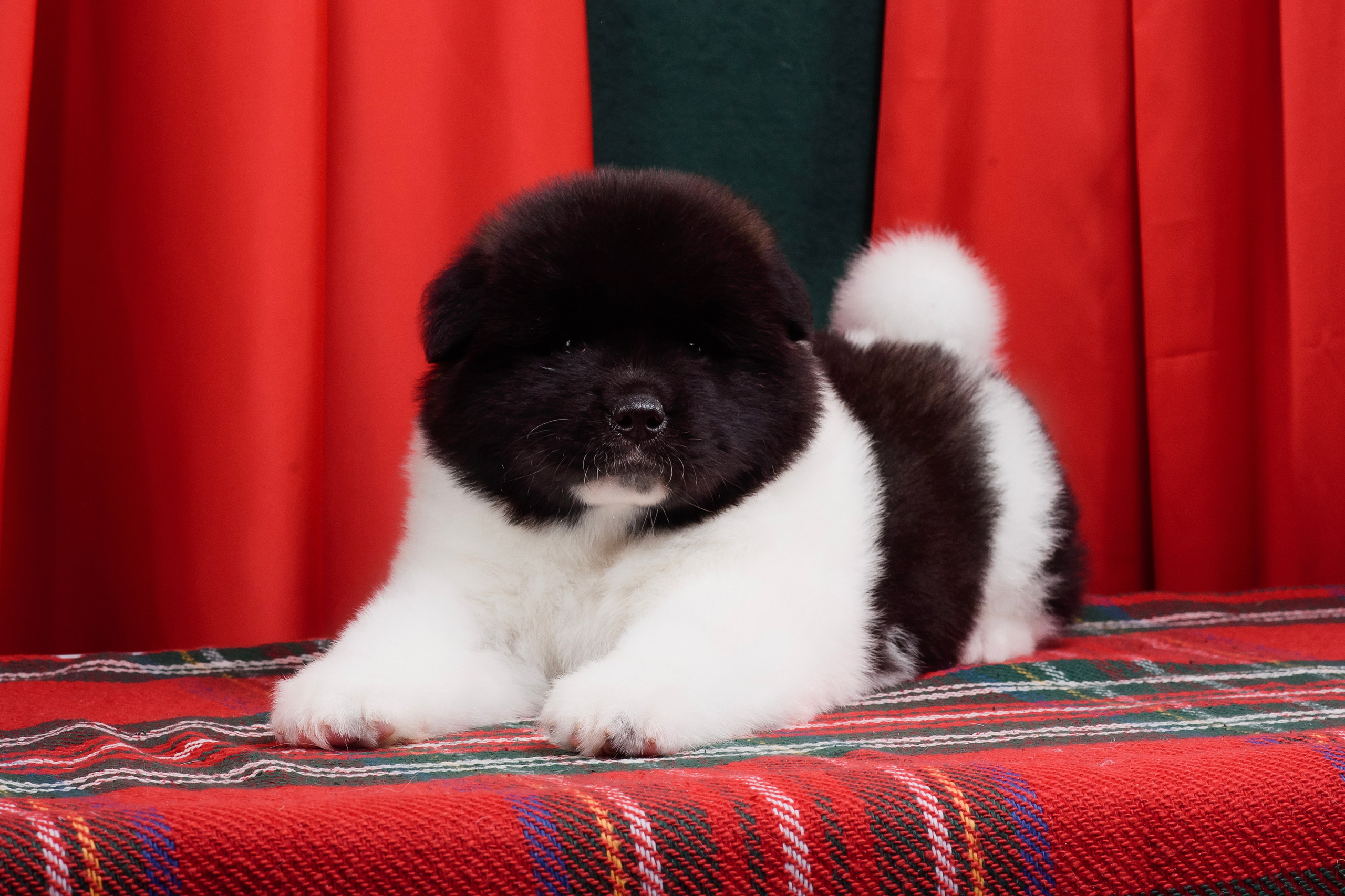 Щенки Американской Акиты. Фотограф — Анималист | Анна Абрамова