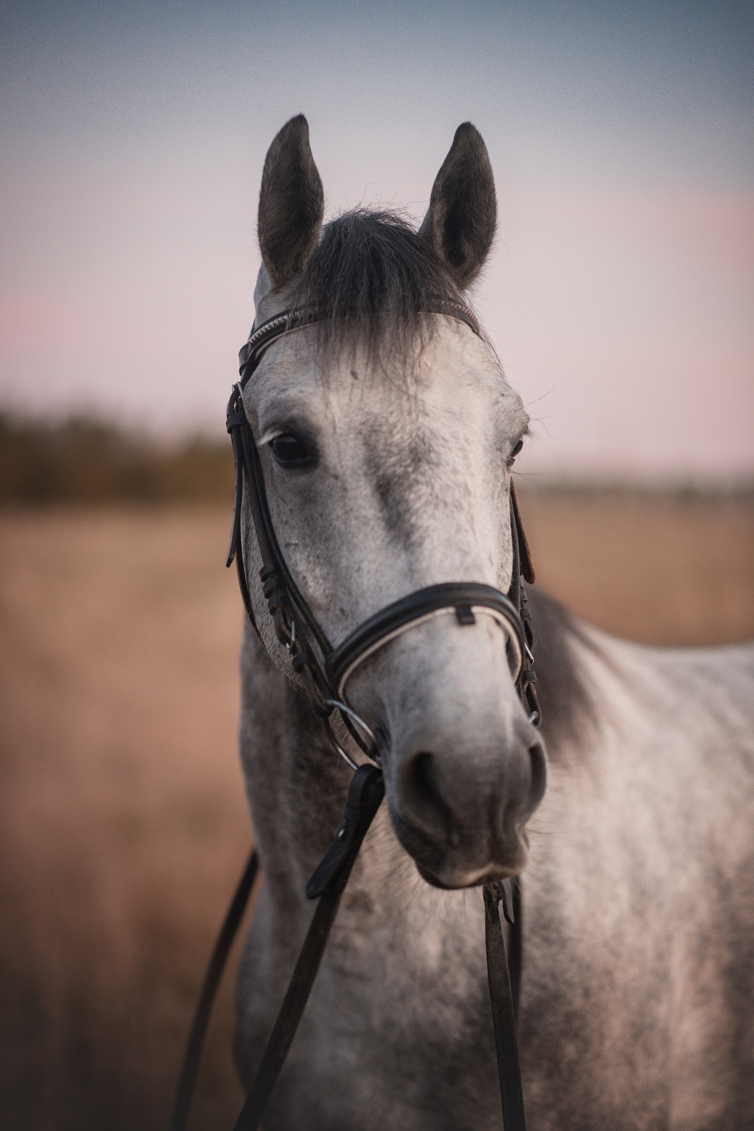 Вероника и Дакар — 23.09.2024. Фотограф — Анималист | Анна Абрамова