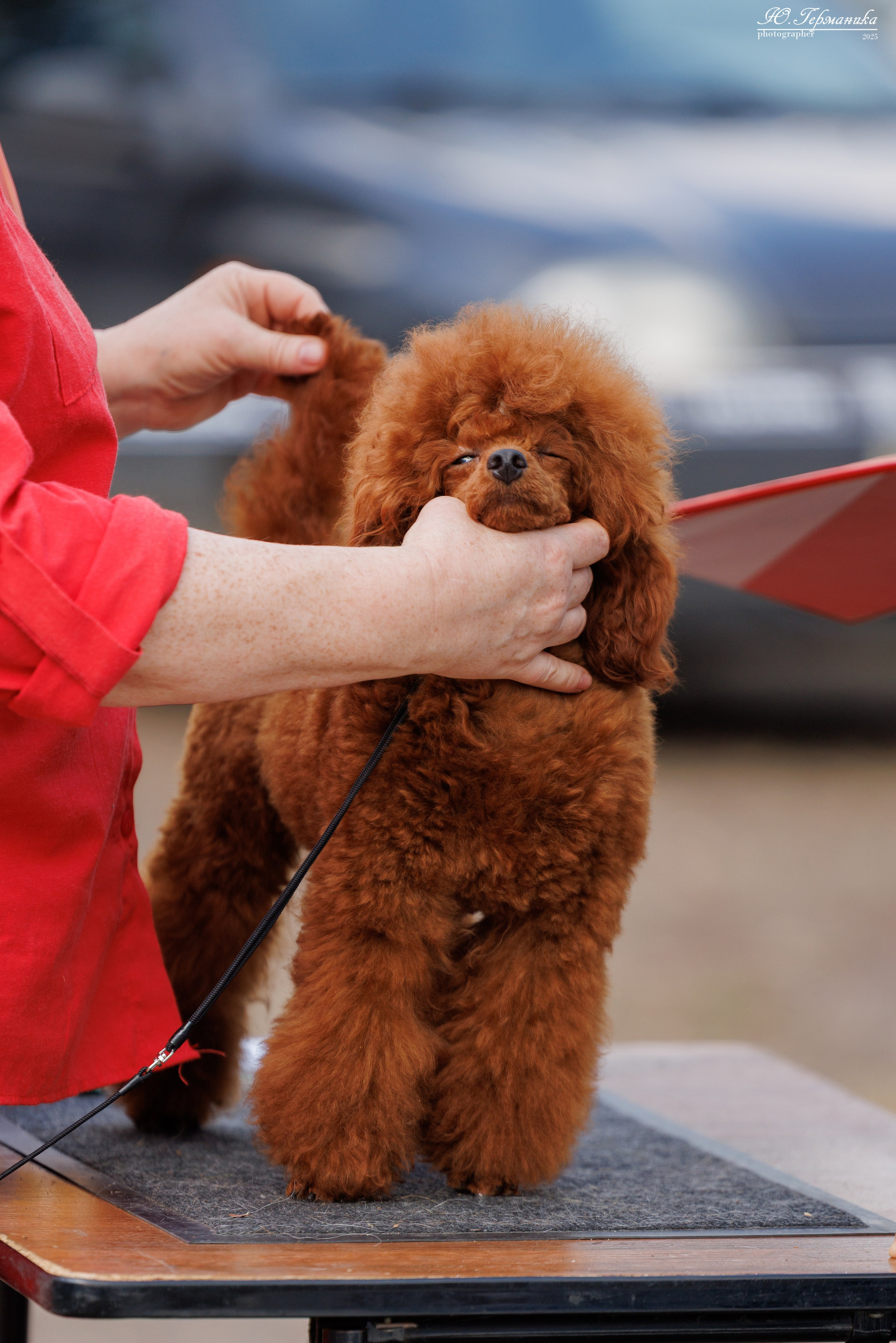 Тверь 10.08.2025. Фотограф-анималист Юлия Германика