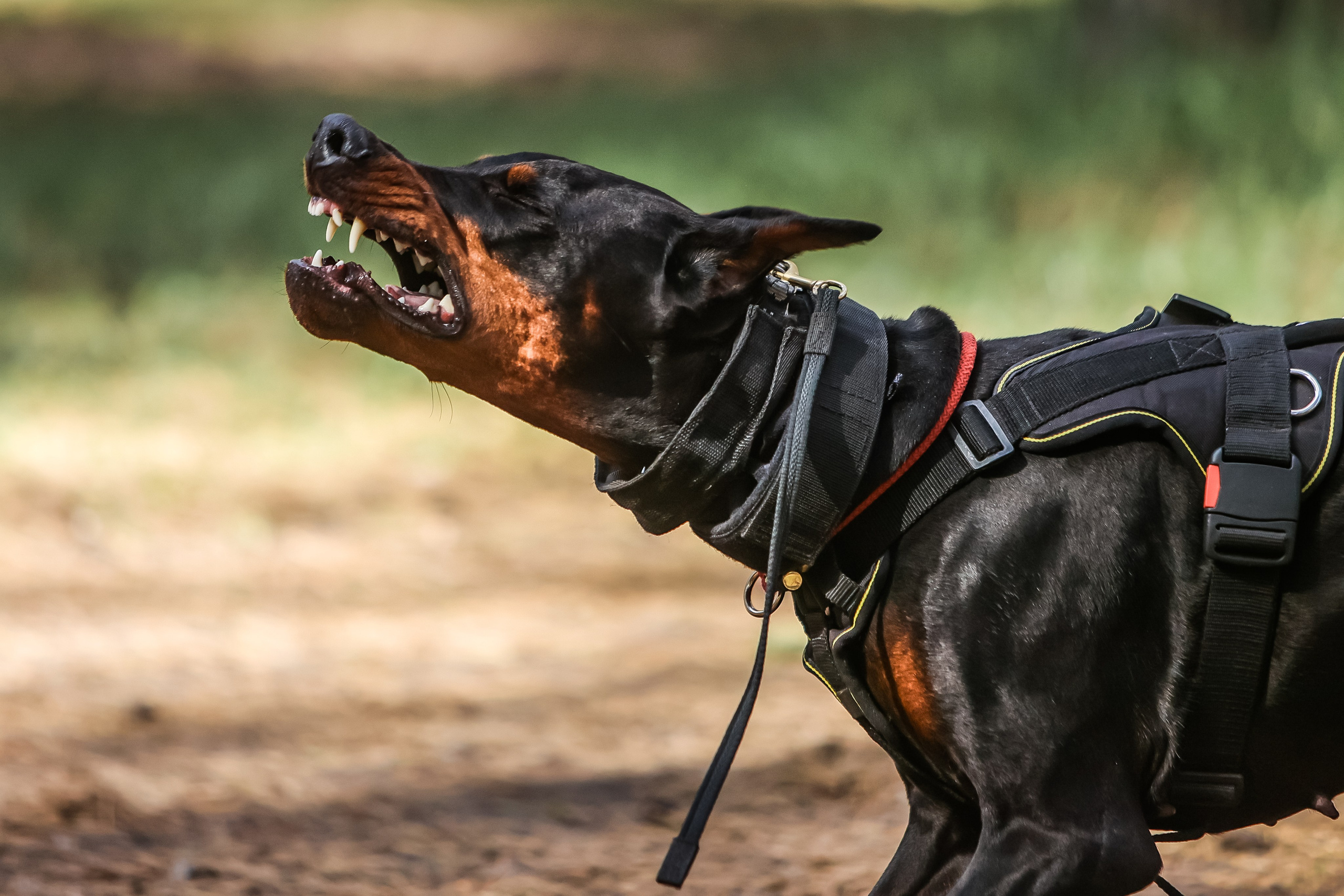 Анималистика. Главная