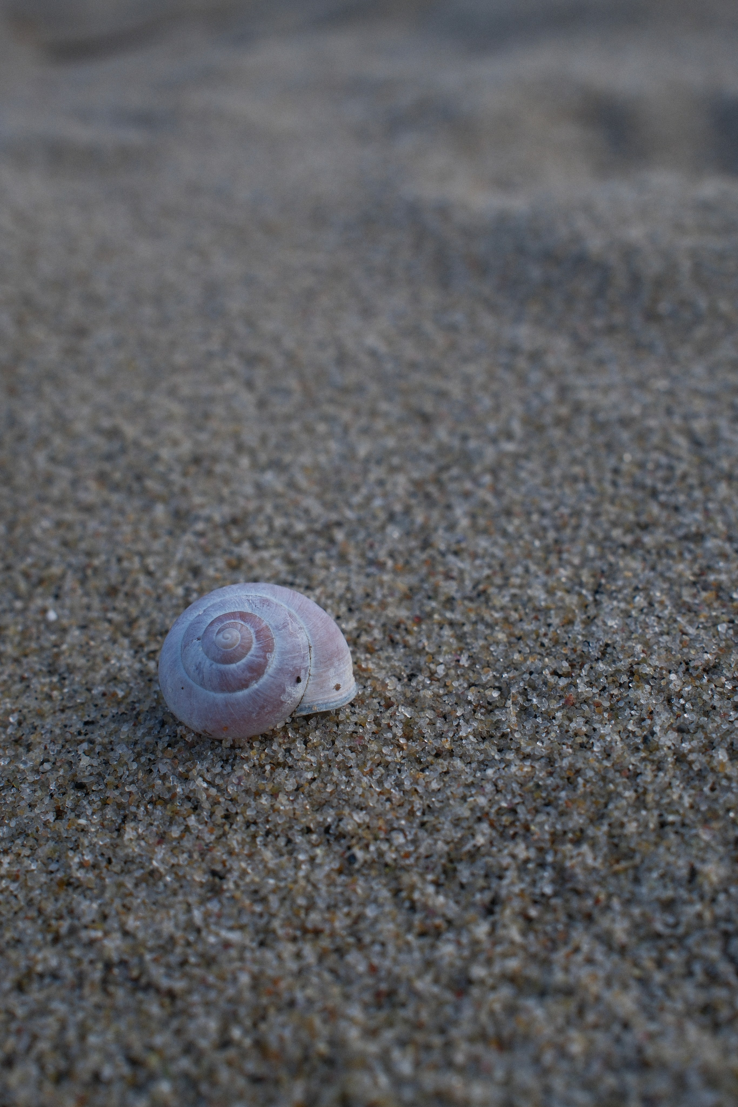 Зеленоградск. Калининградская область. Алексей Торопов фотограф