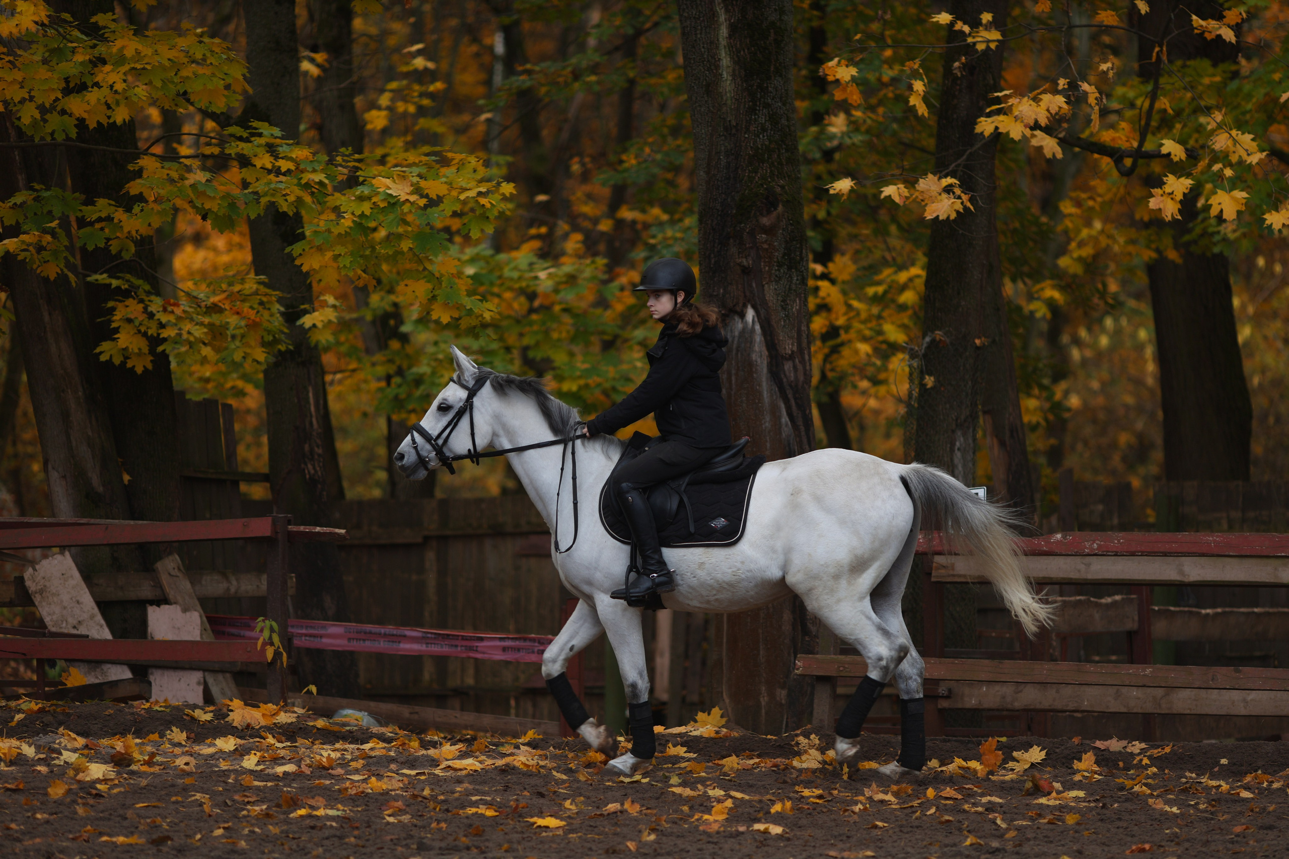 Фотосессия с животными. Фотограф Алина Рошаль. С 2017 года ловлю эмоции и превращаю их в нежные воспоминания для вас в Москве и Подмосковье