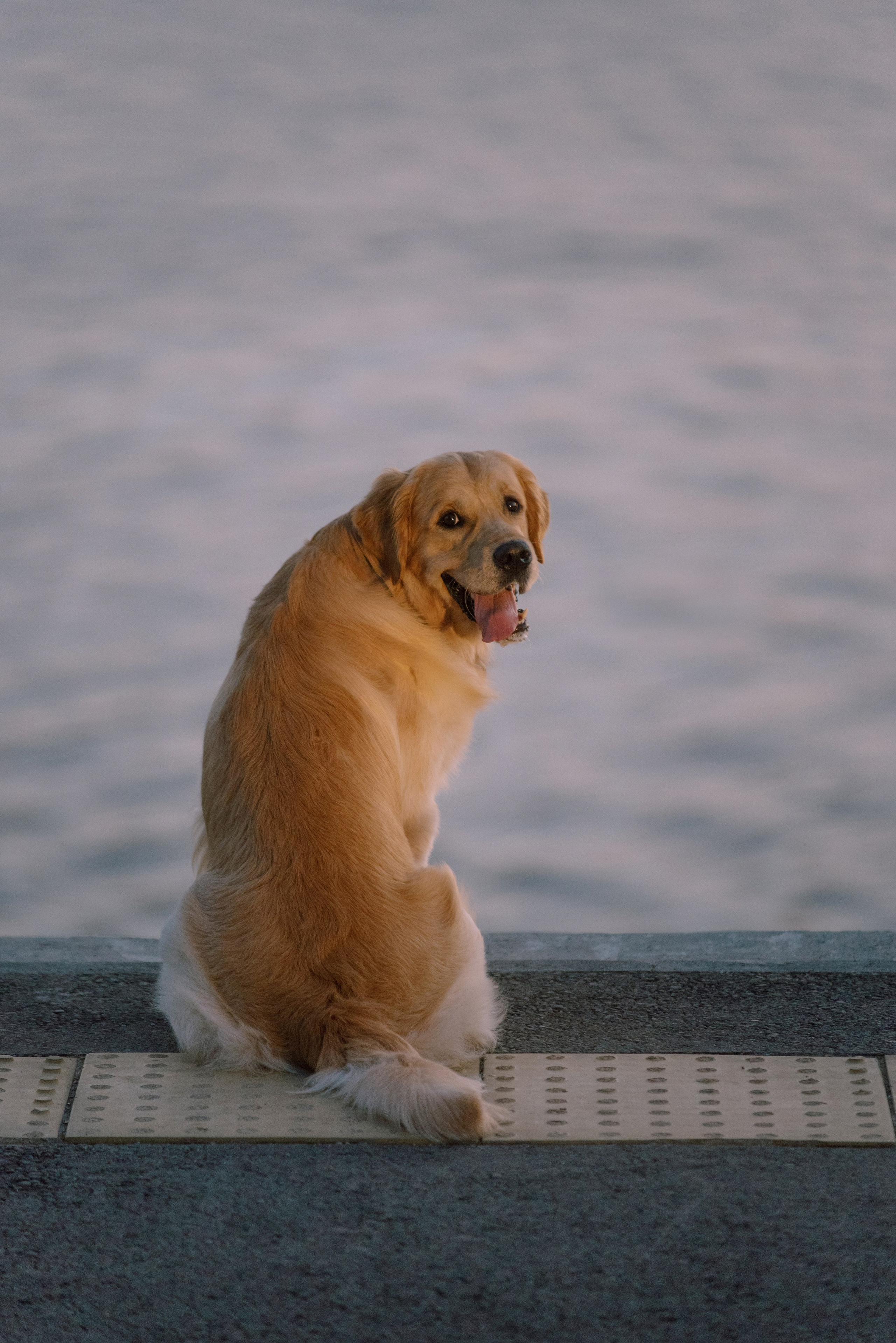 Светлана и Чарли в Нижнем Новгороде. Фотограф Анна Тюрина