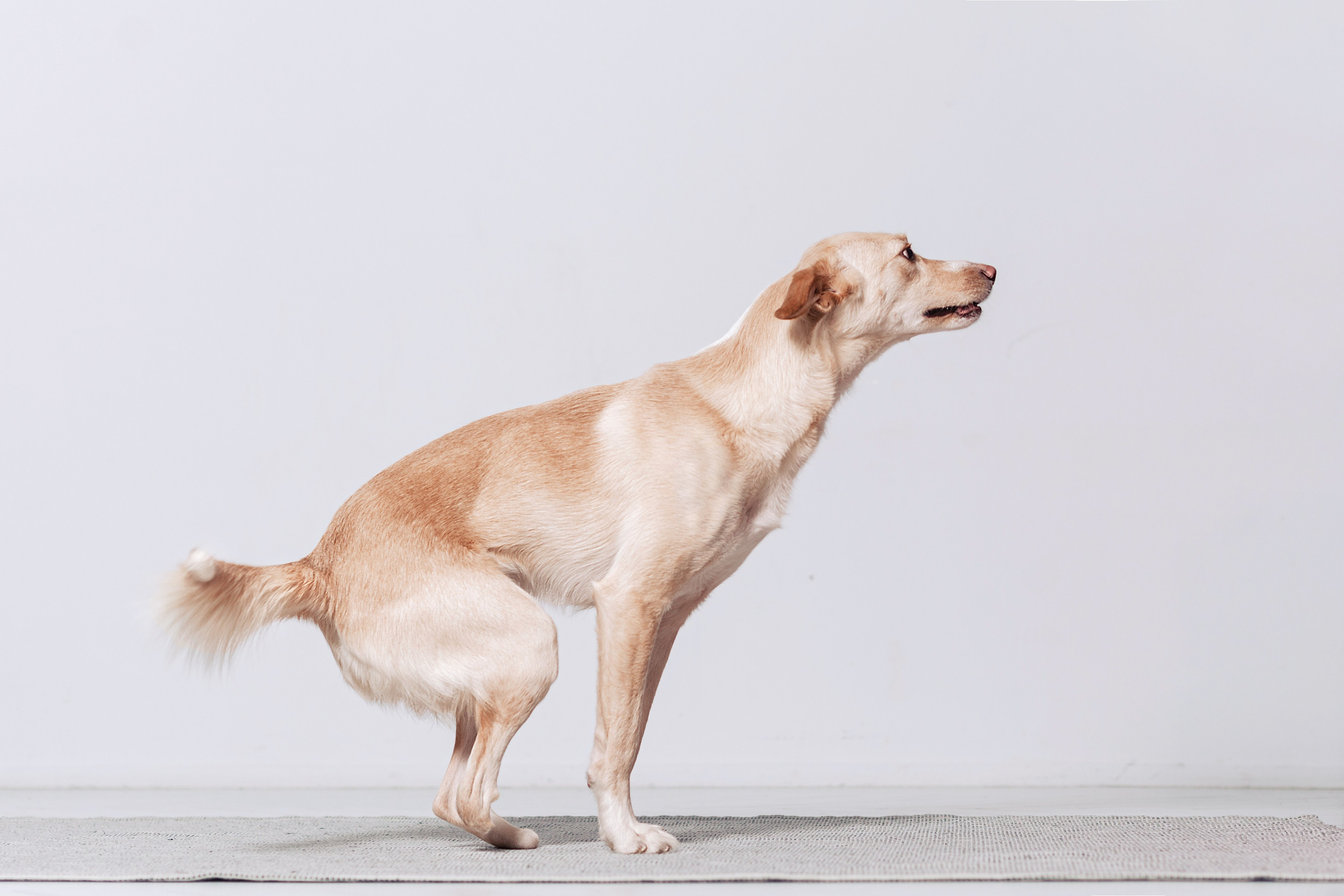 Студийная съемка 2 собак 2024. Фотограф-анималист Татьяна Степанова