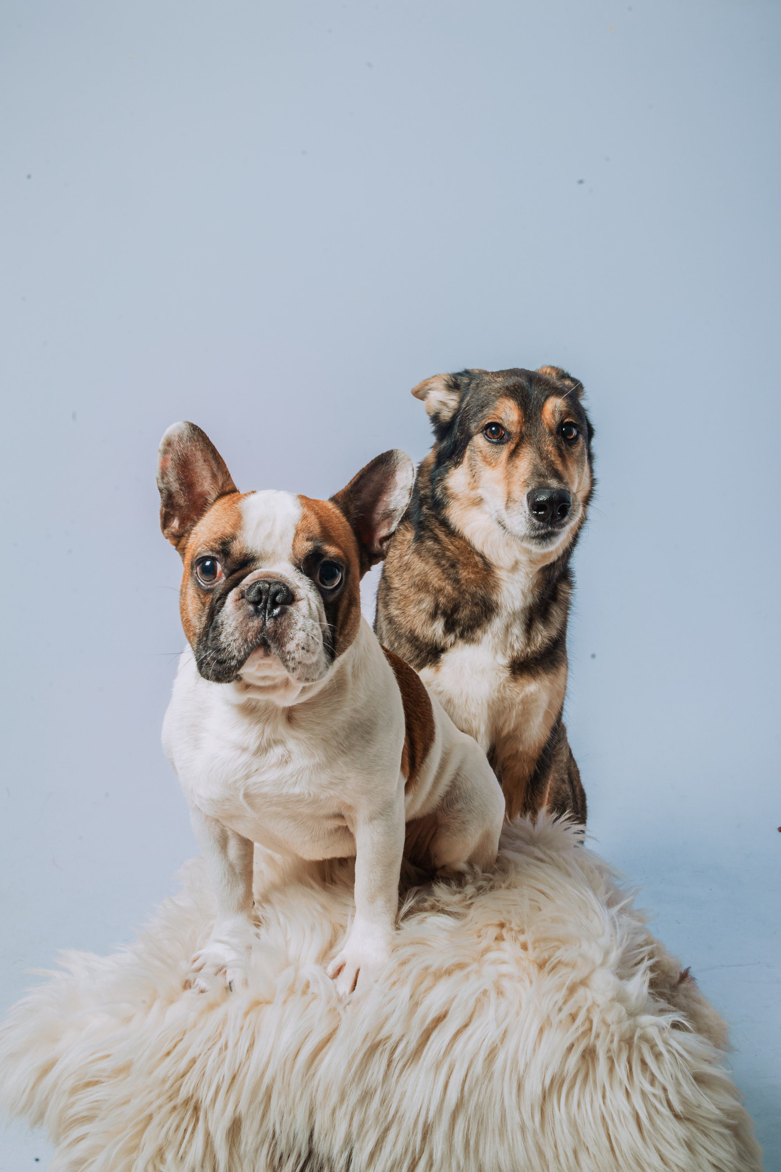 Студийная фотосессия с цветным светом. Фотограф-анималист Татьяна Степанова