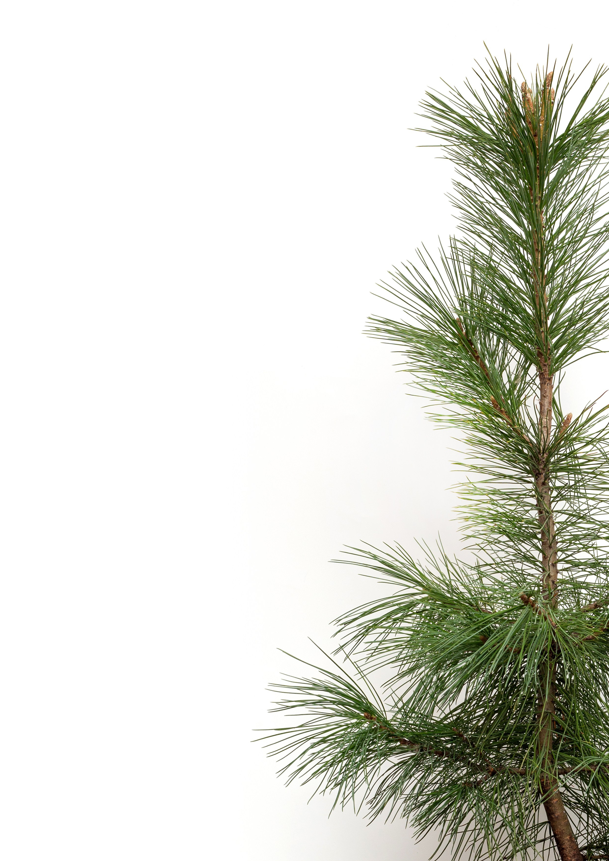 Кедры. Фотограф для различных событий, проектов, маркетплейсов, сайтов и мероприятий в Екатеринбурге