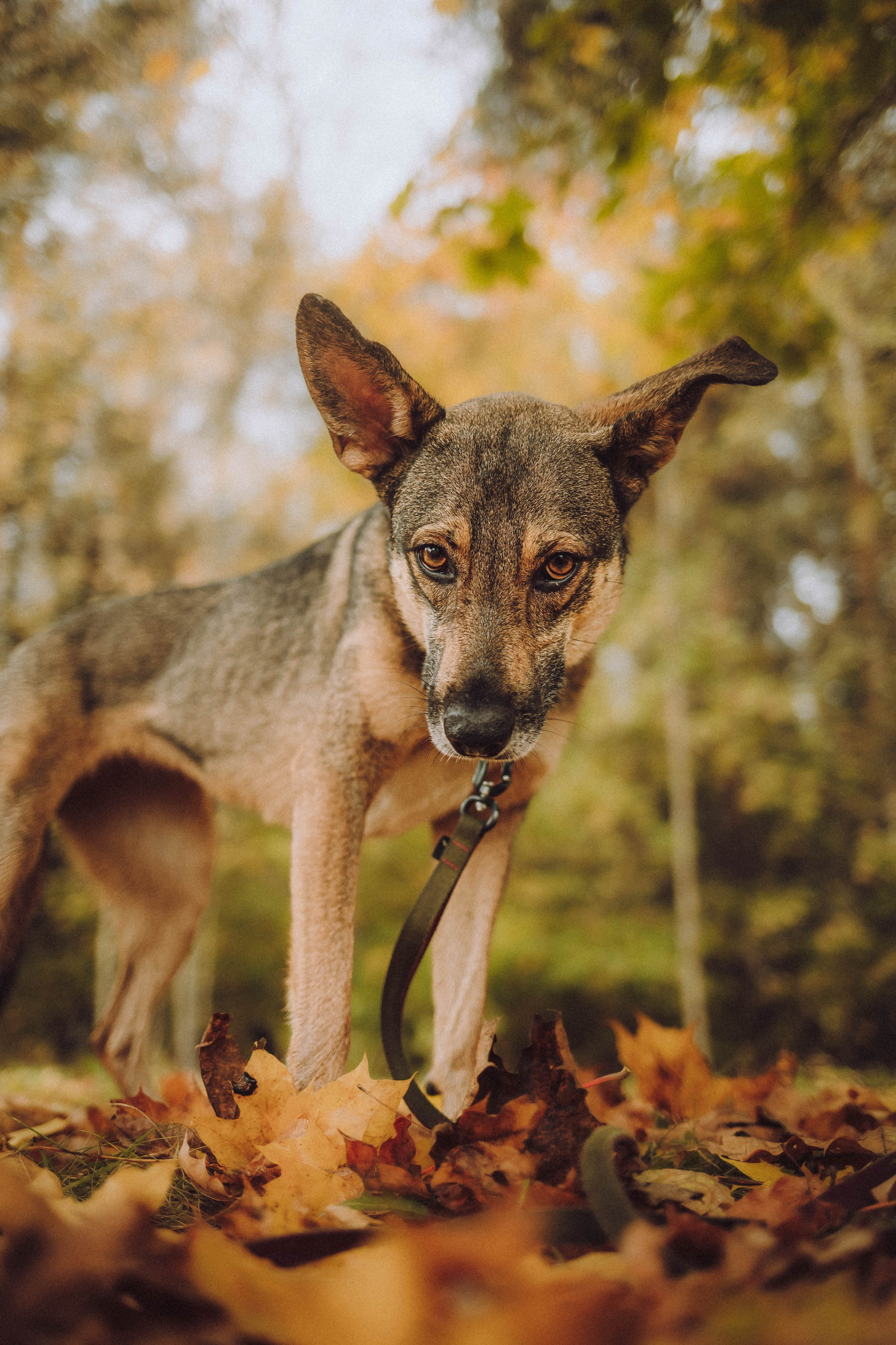Аня, Нео и Луна